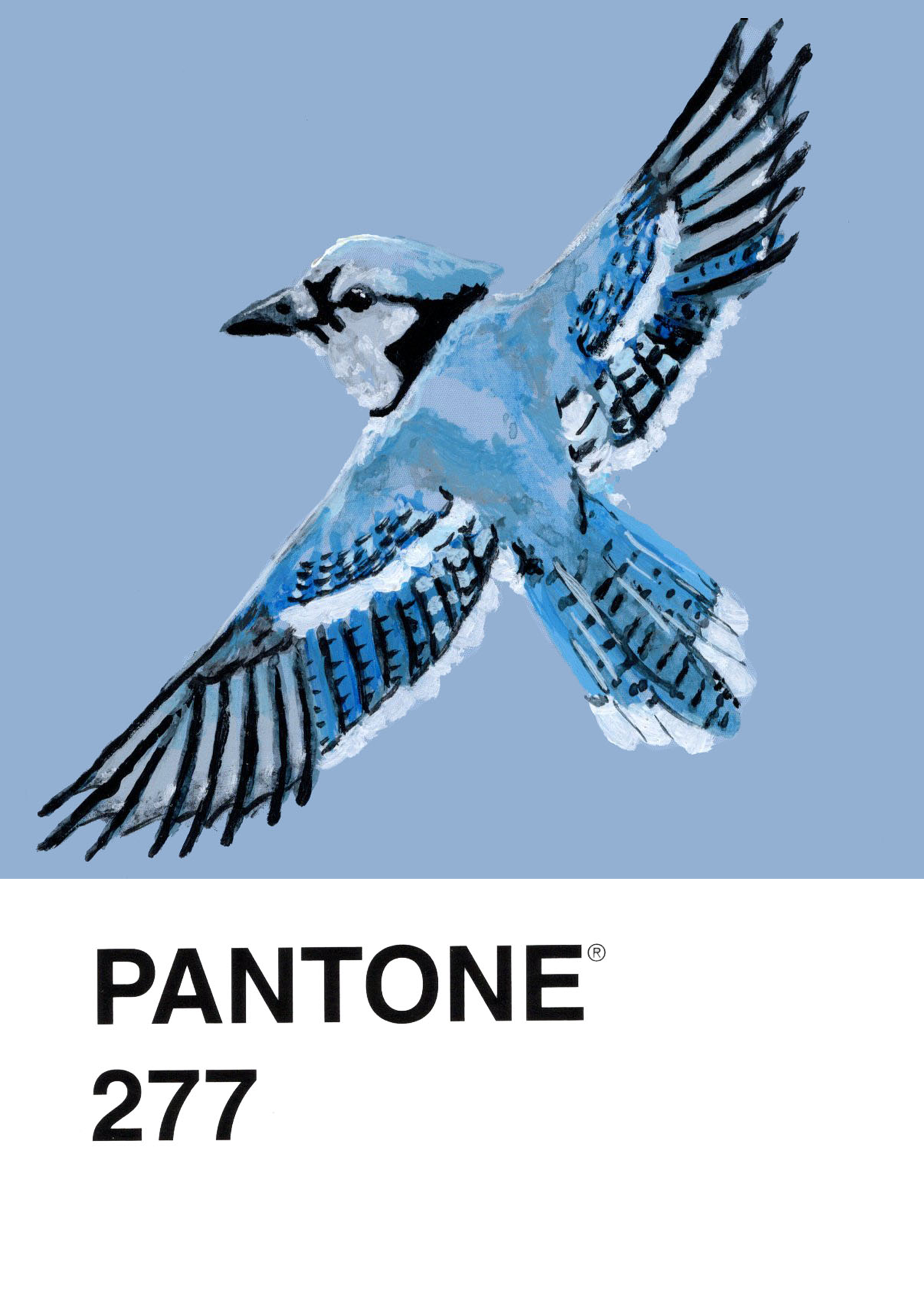 Blue Jay