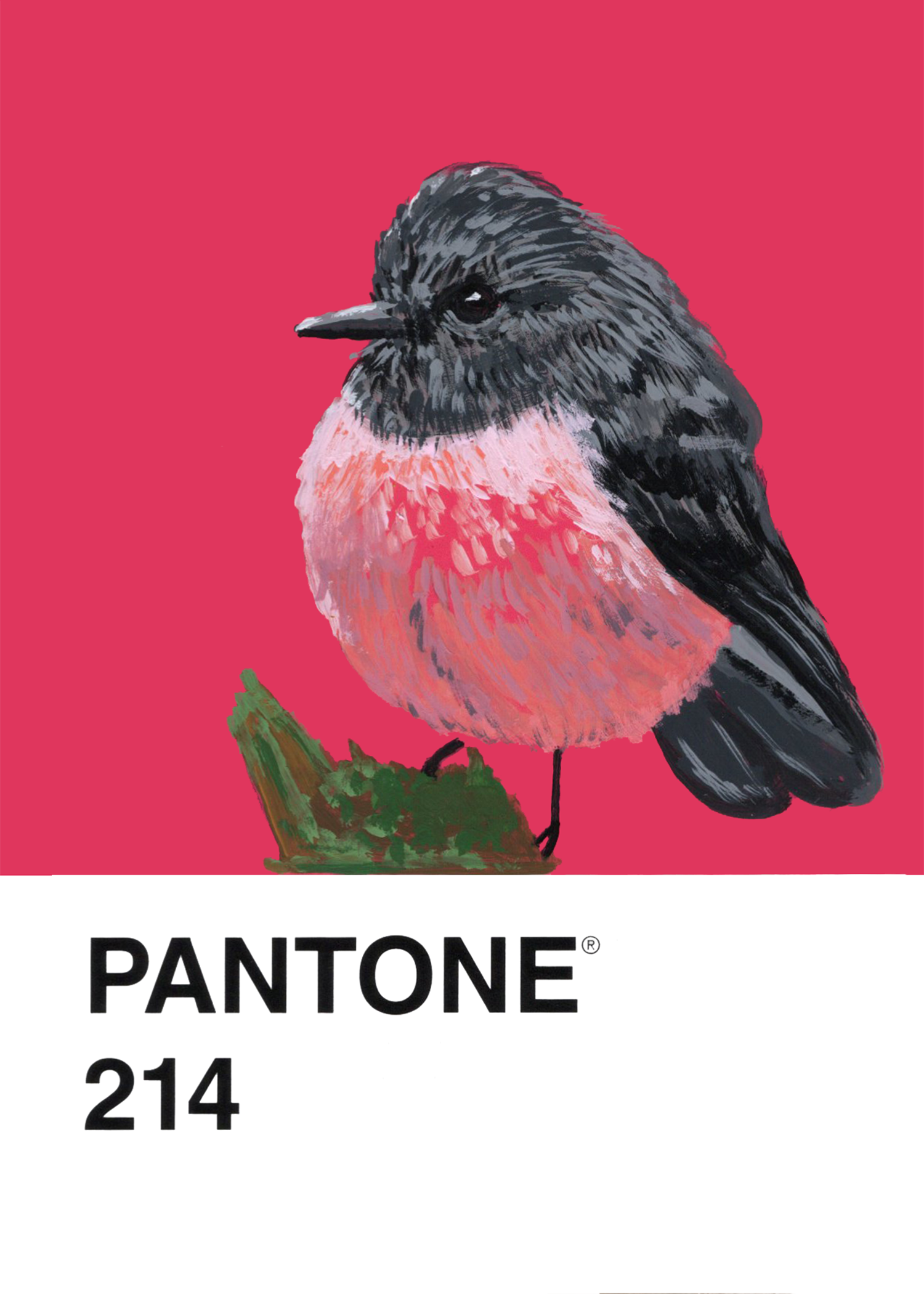 Pink Robin