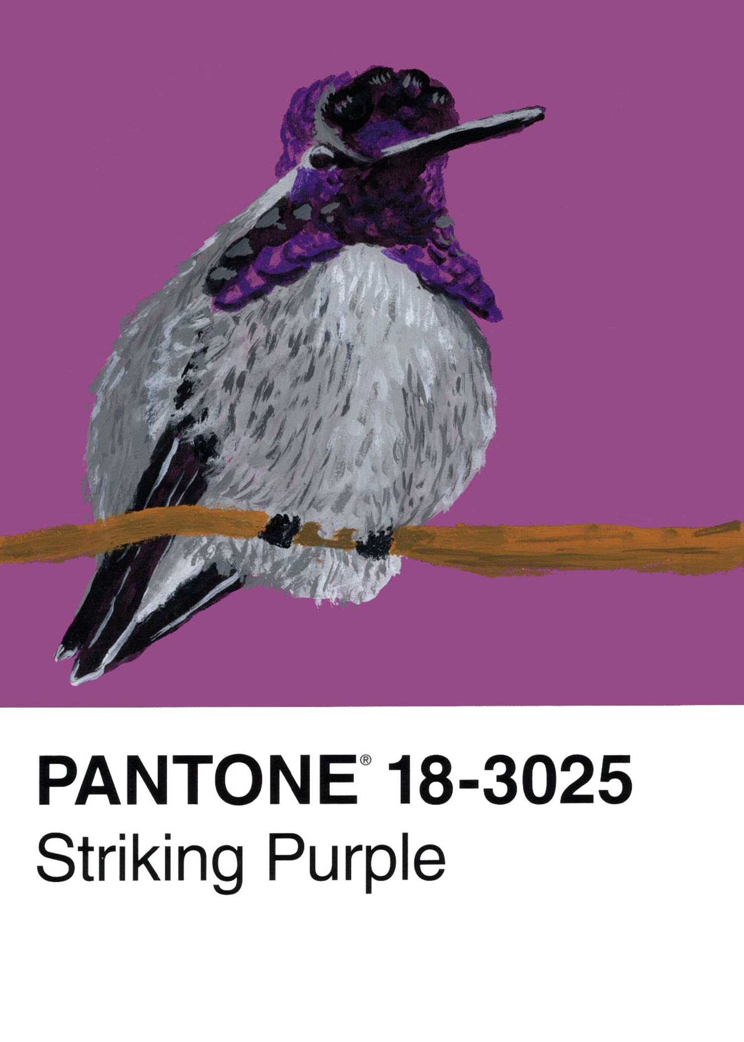 Costa Hummingbird