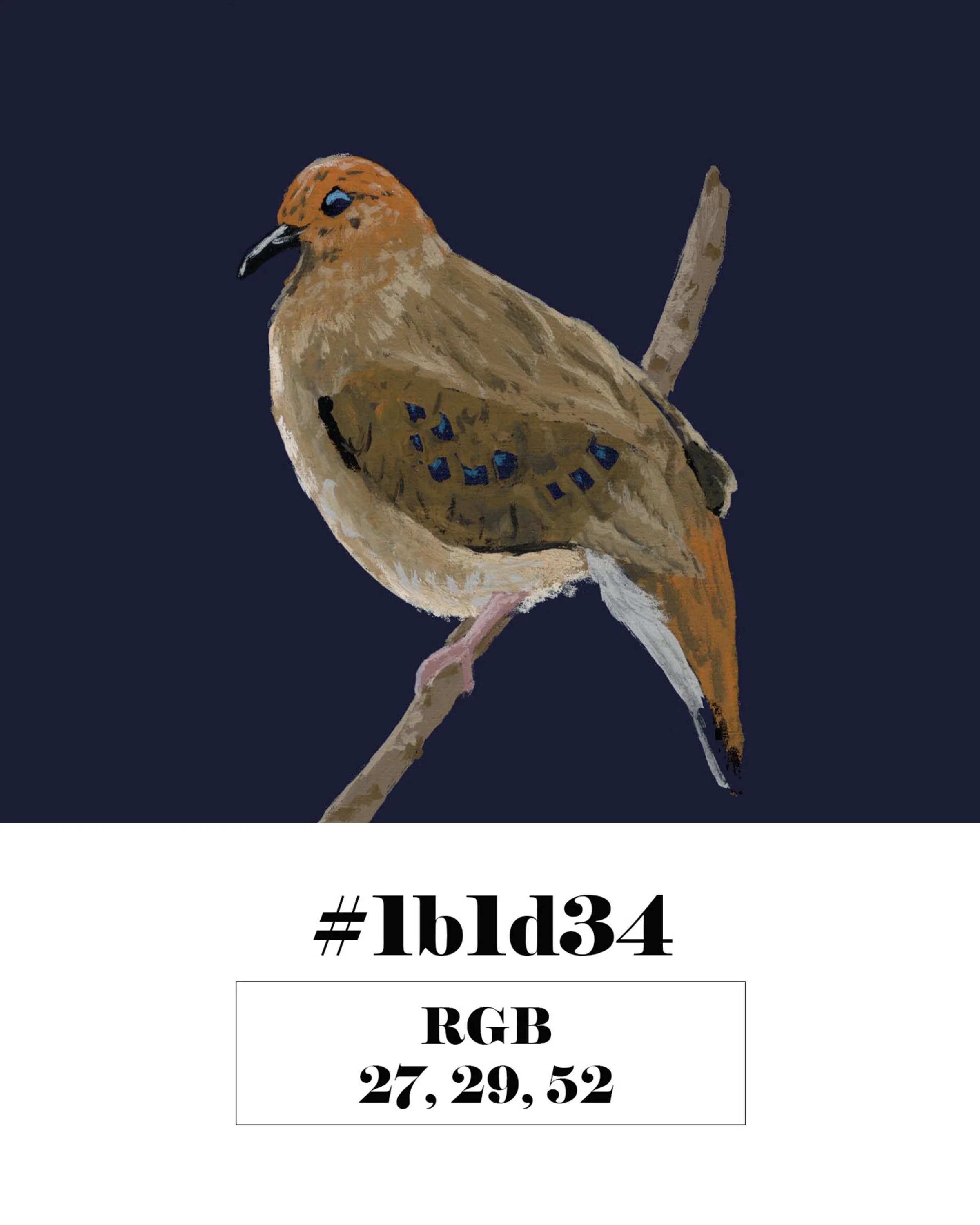 Blue-Eyed Rock Dove