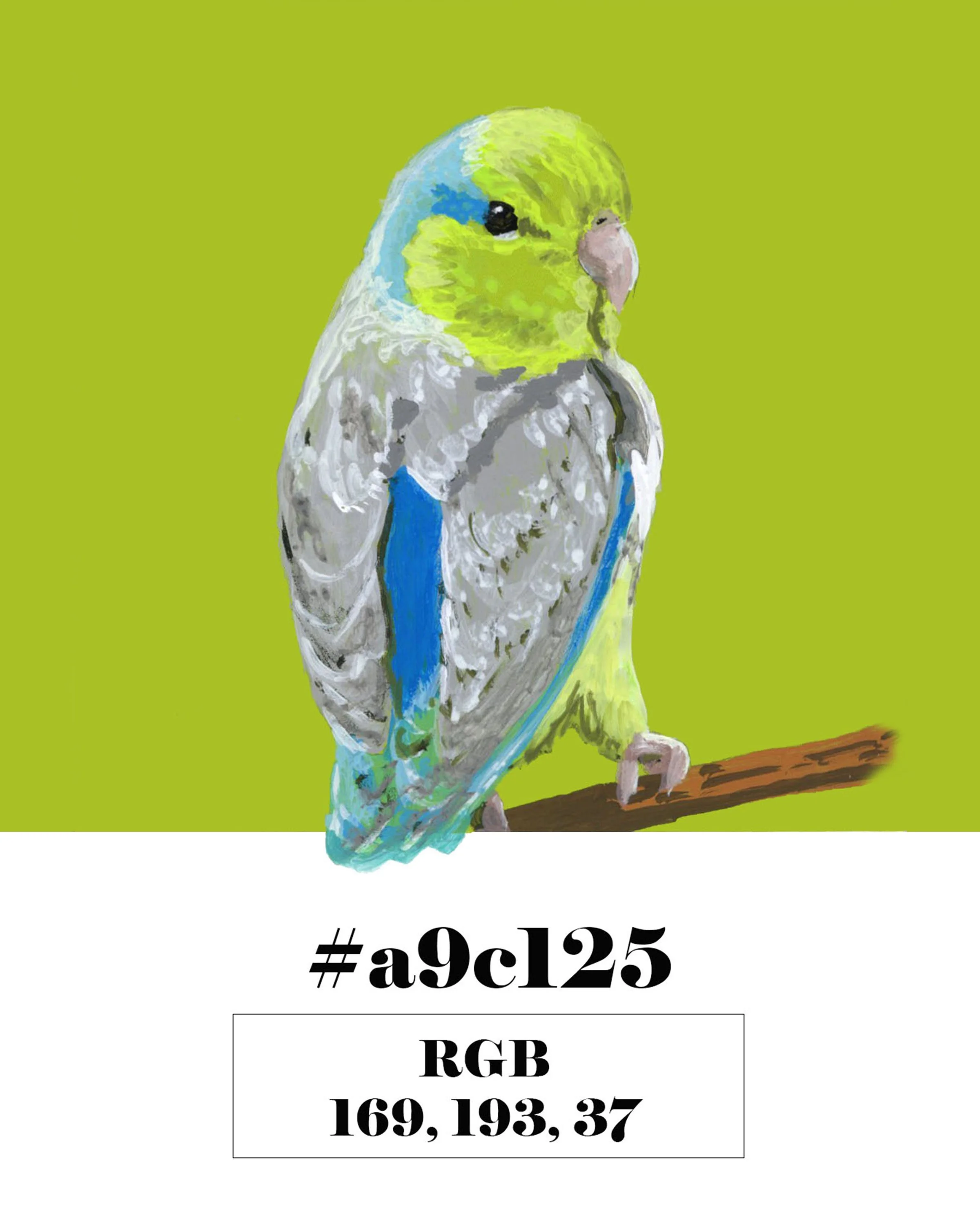Pacific Parrotlet
