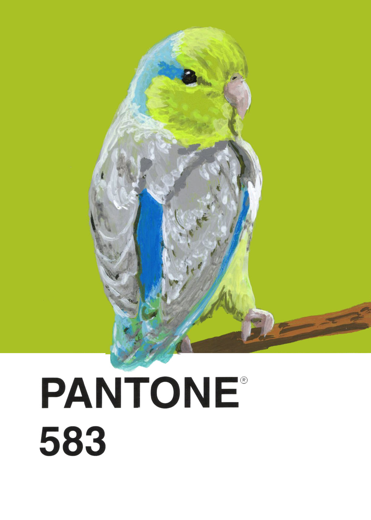 Pacific Parrotlet