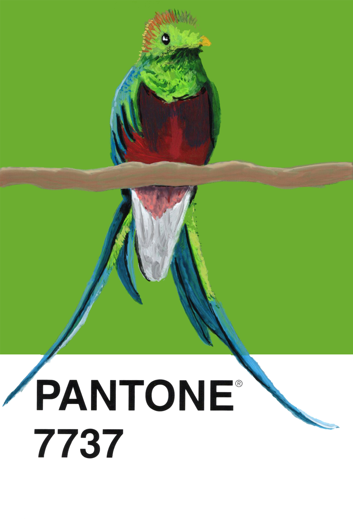 Resplendent Quetzal - 4x6.png