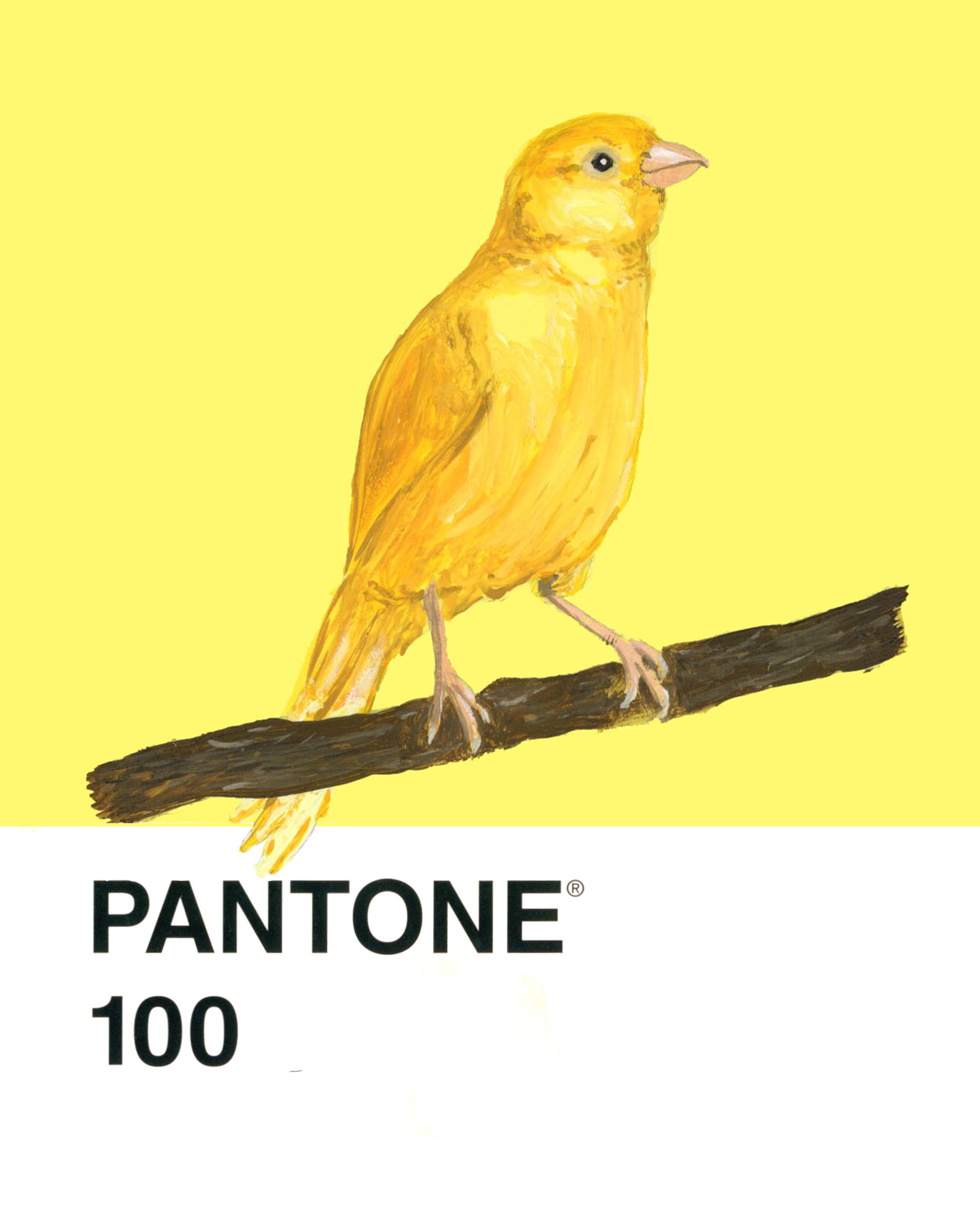 Canary - 8x10.png