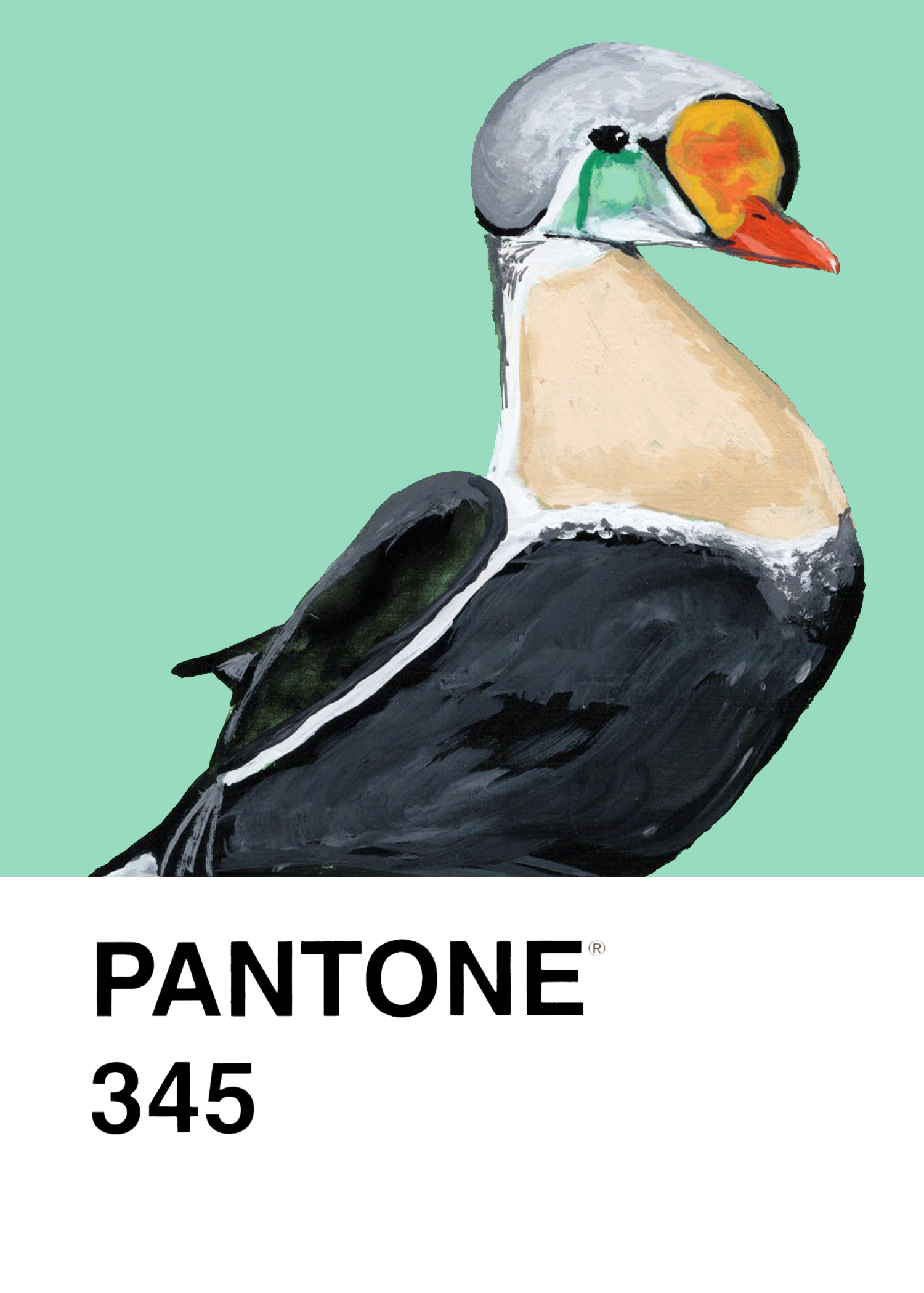 King Eider