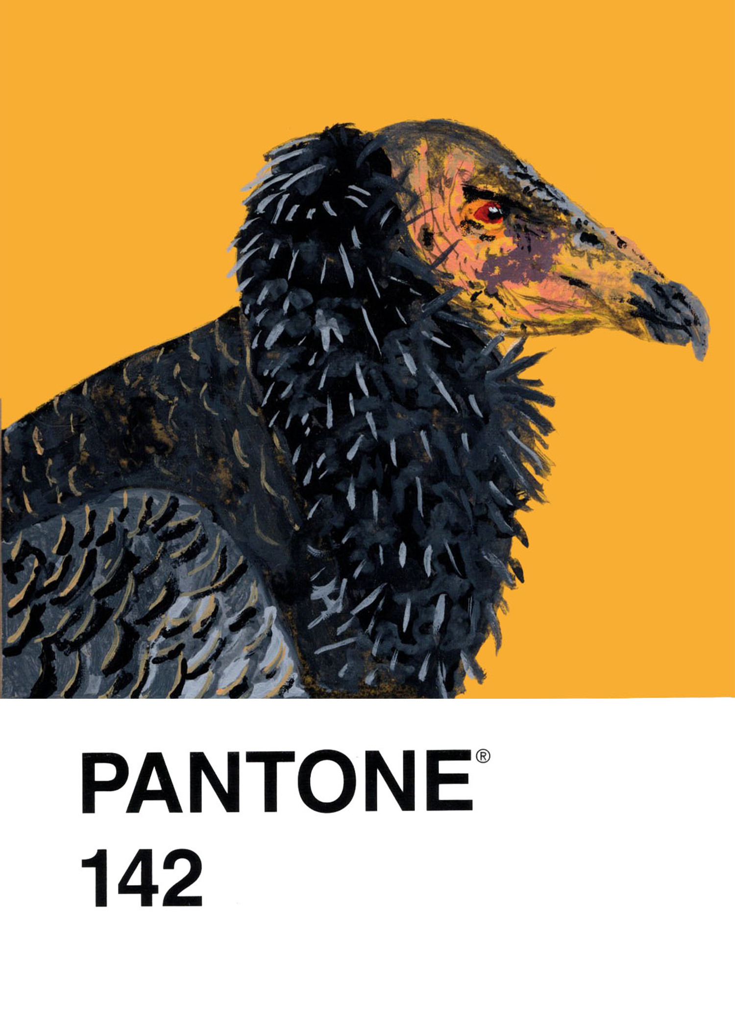 California Condor 