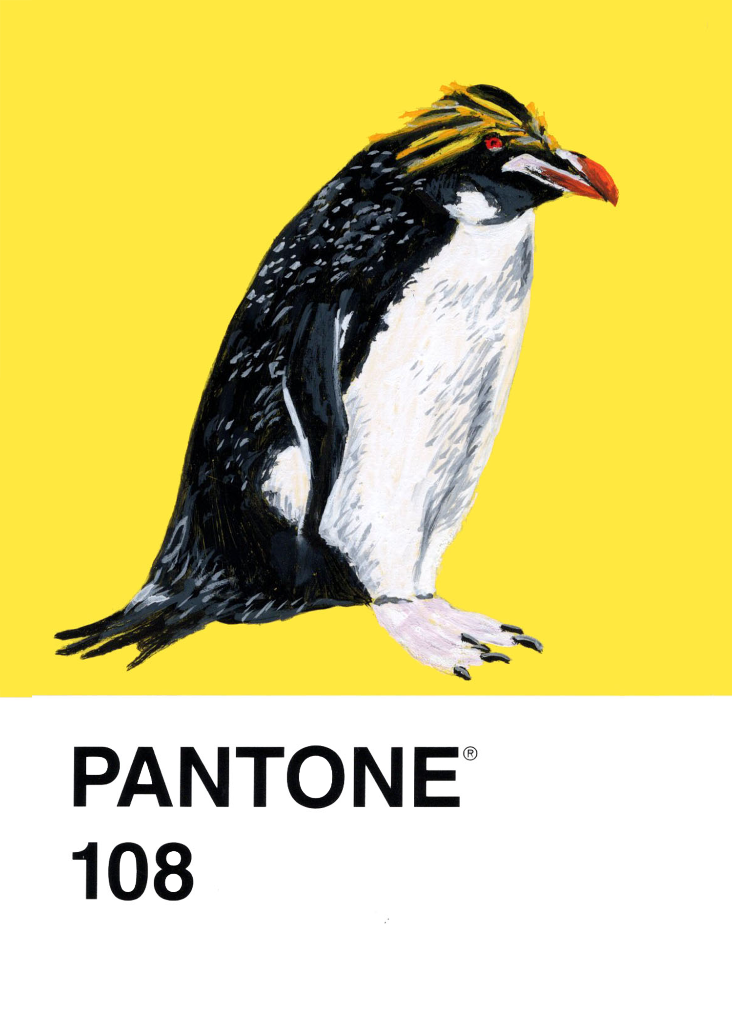 Macaroni Penguin
