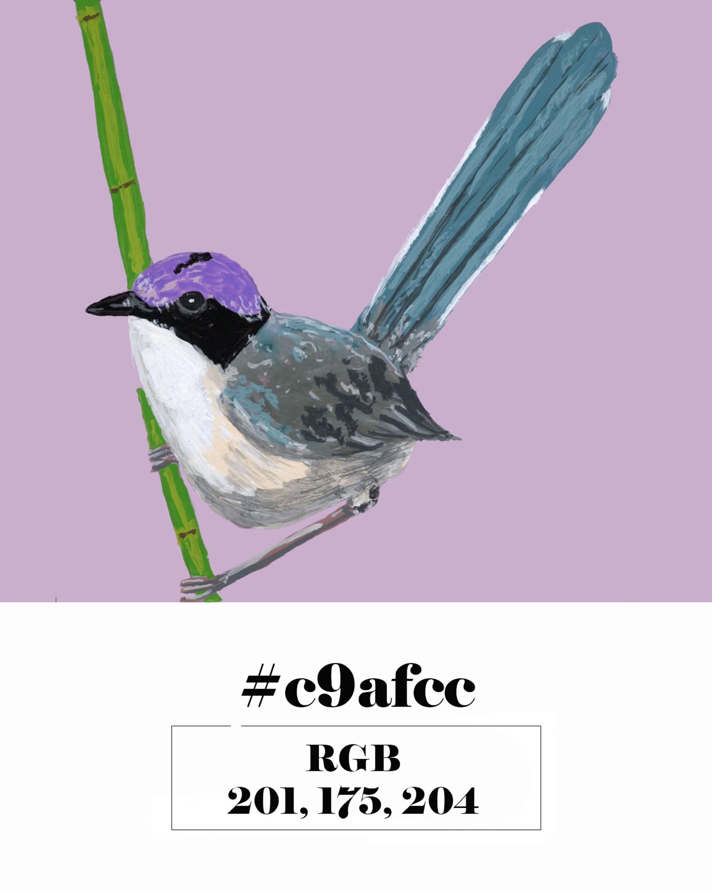 Purple-Crowned Fairywren