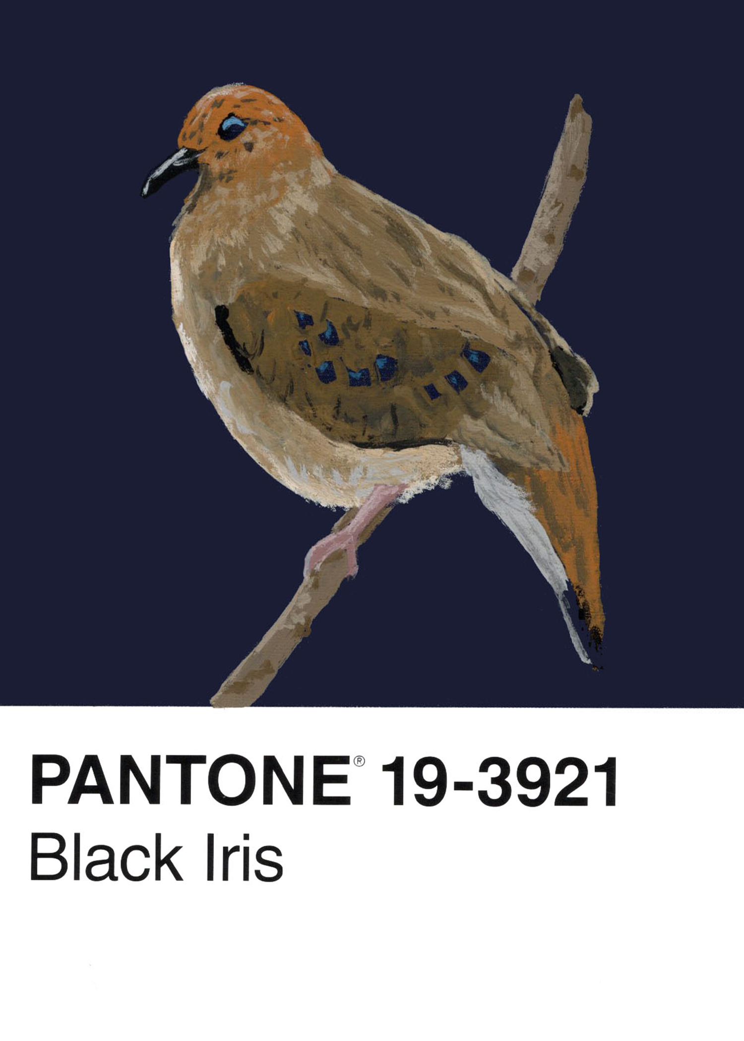 Blue-eyed Rock Dove