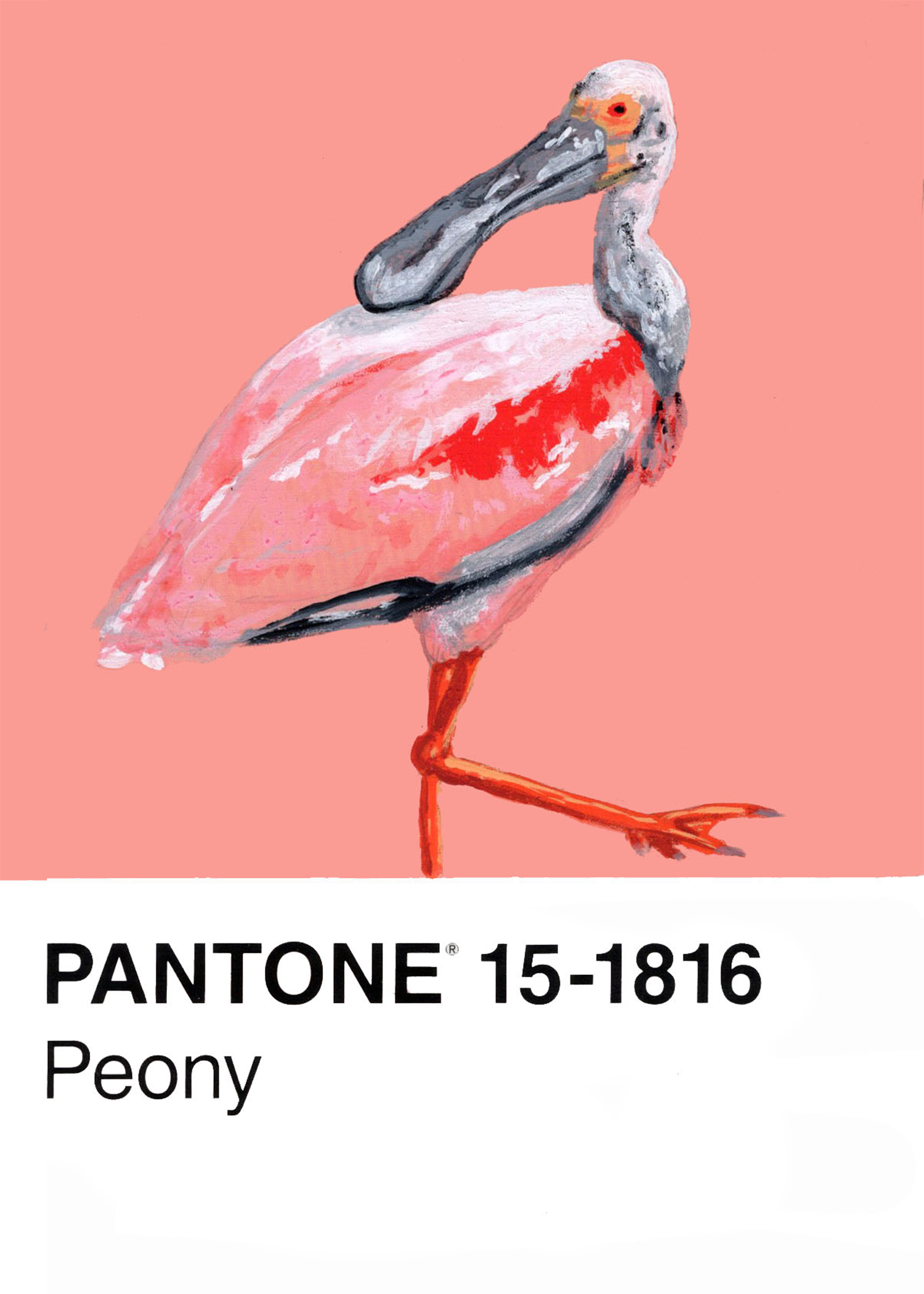 Rosette Spoonbill