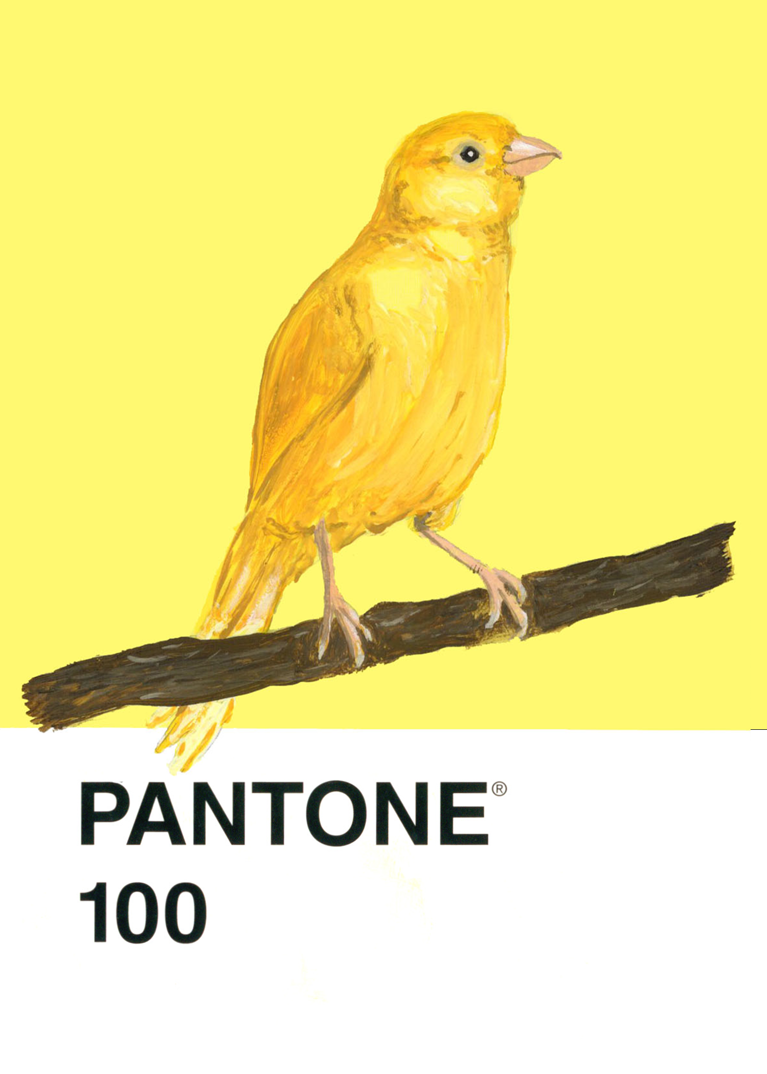 Canary