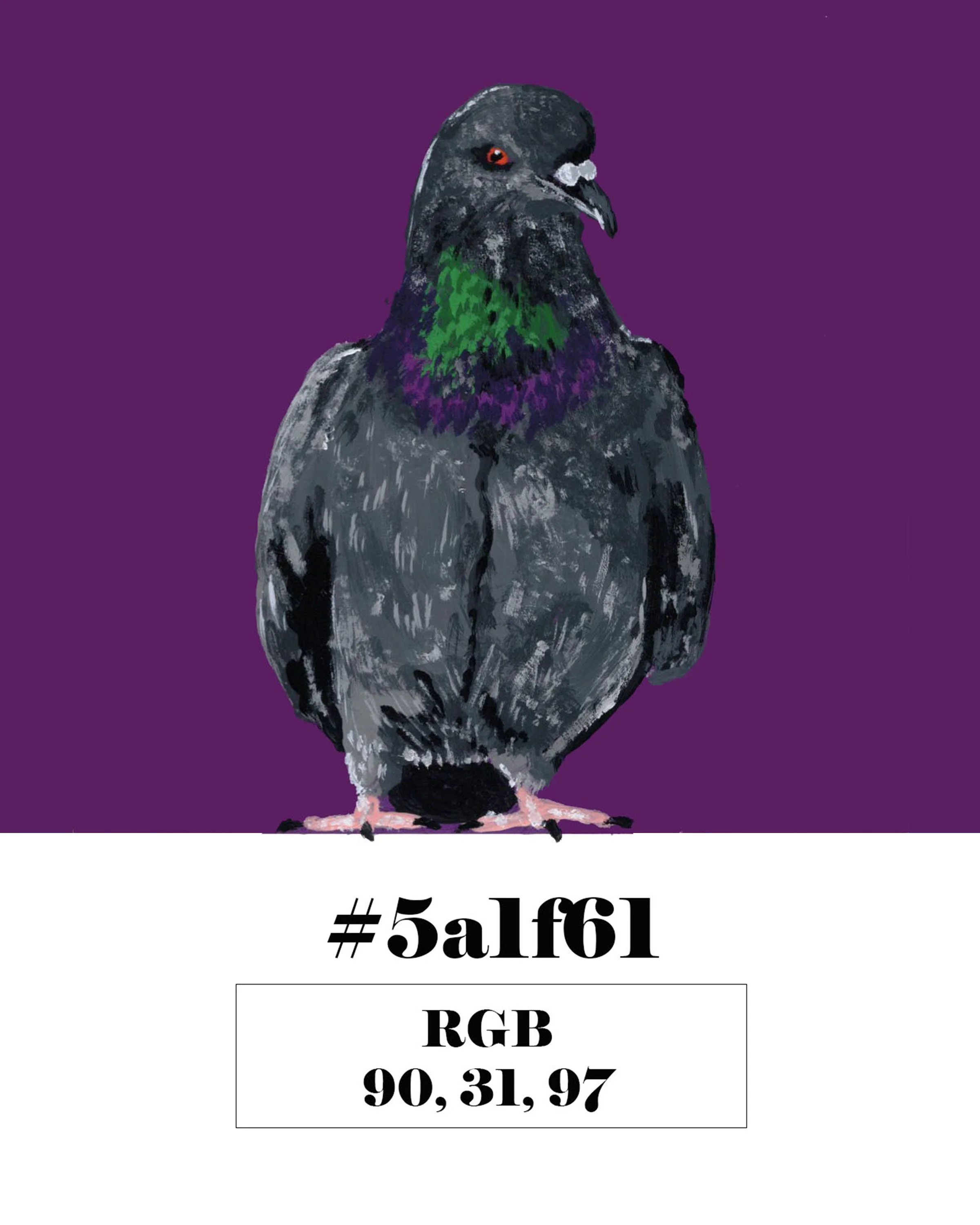 Rock Dove