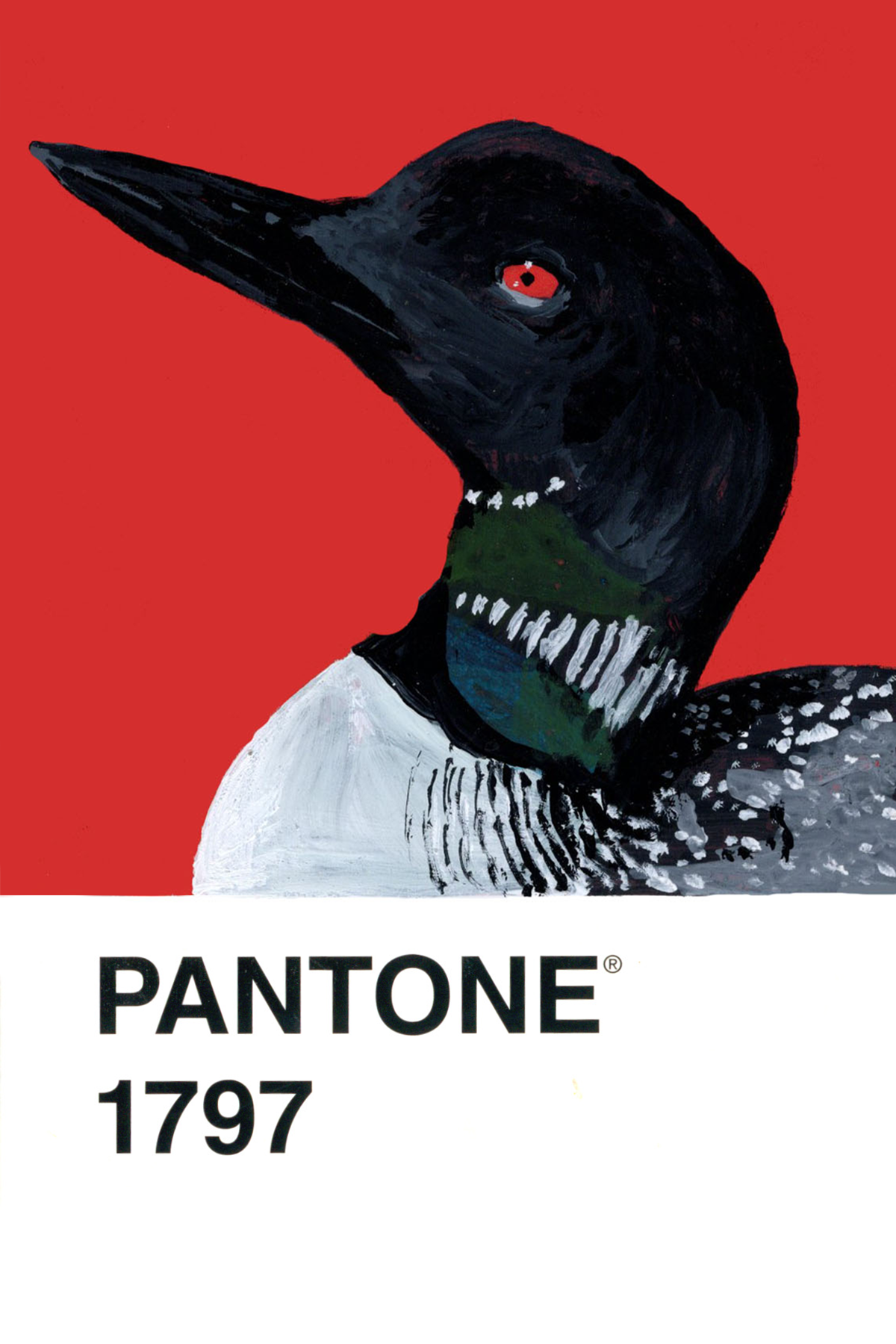 Common Loon - 4x6.png