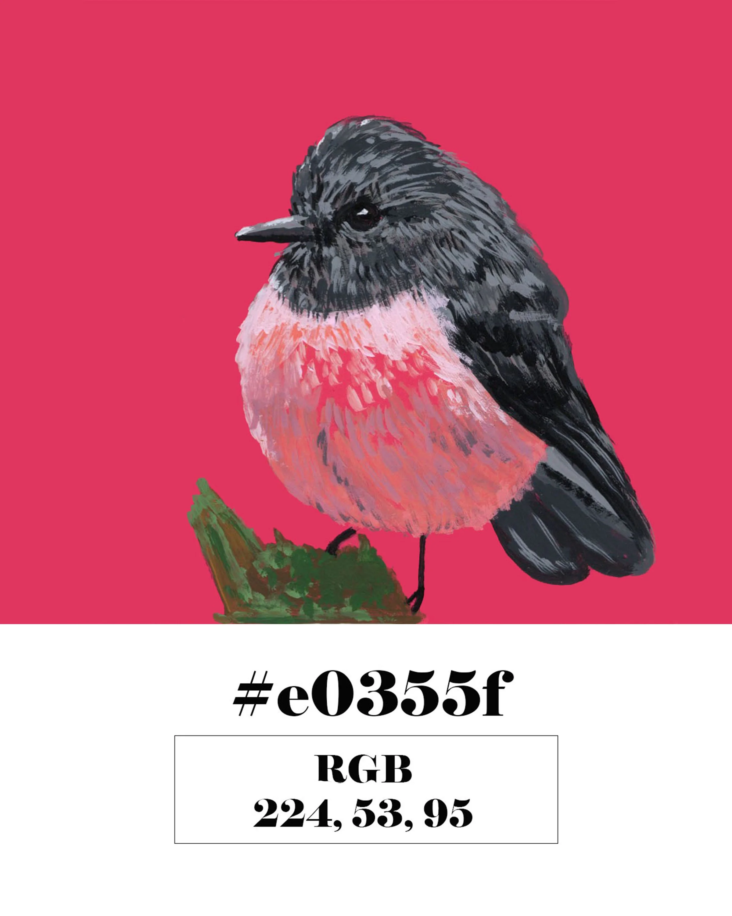 Pink Robin