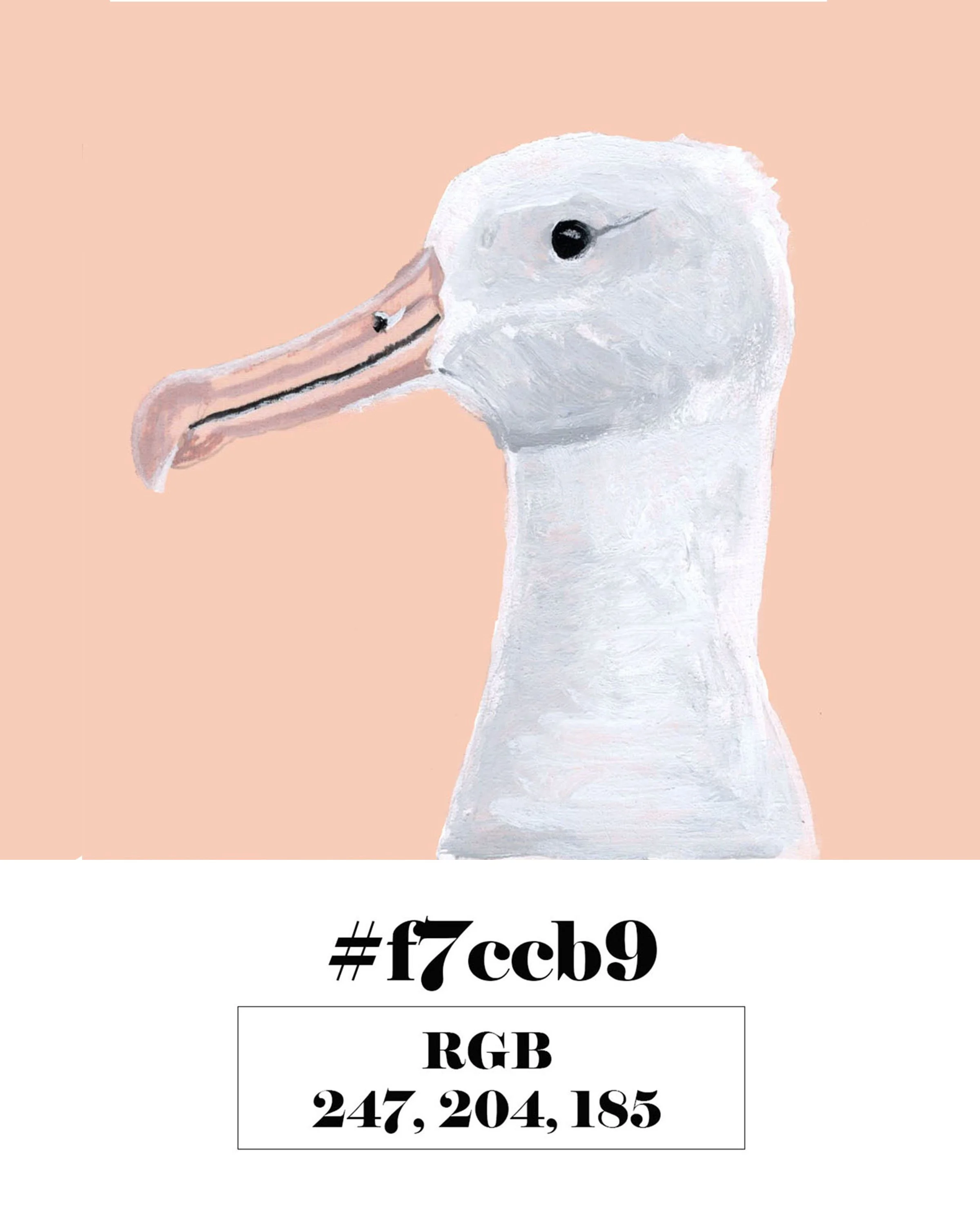 Southern Royal Albatross
