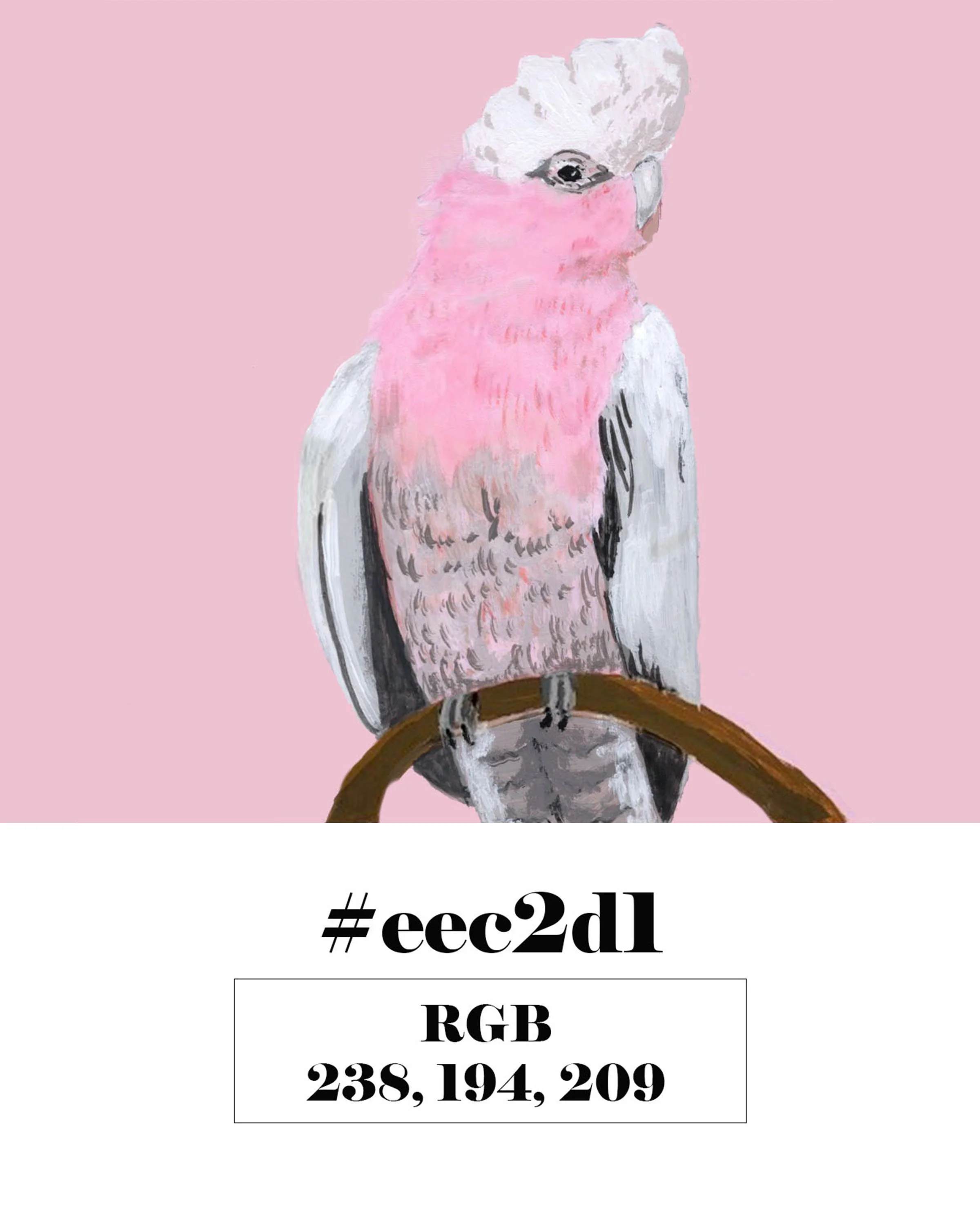 Galah Cockatoo