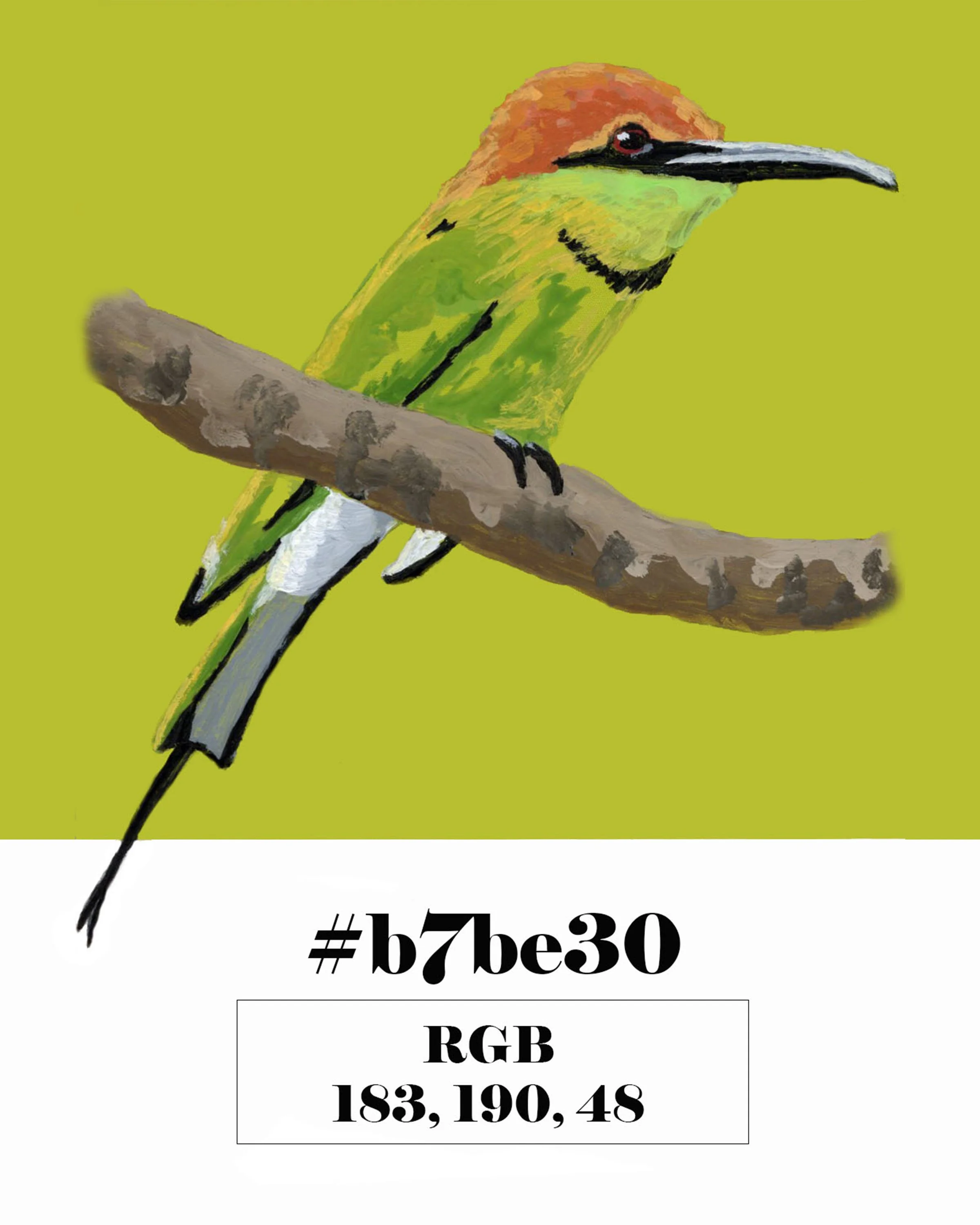 Asian Green Bee-eater
