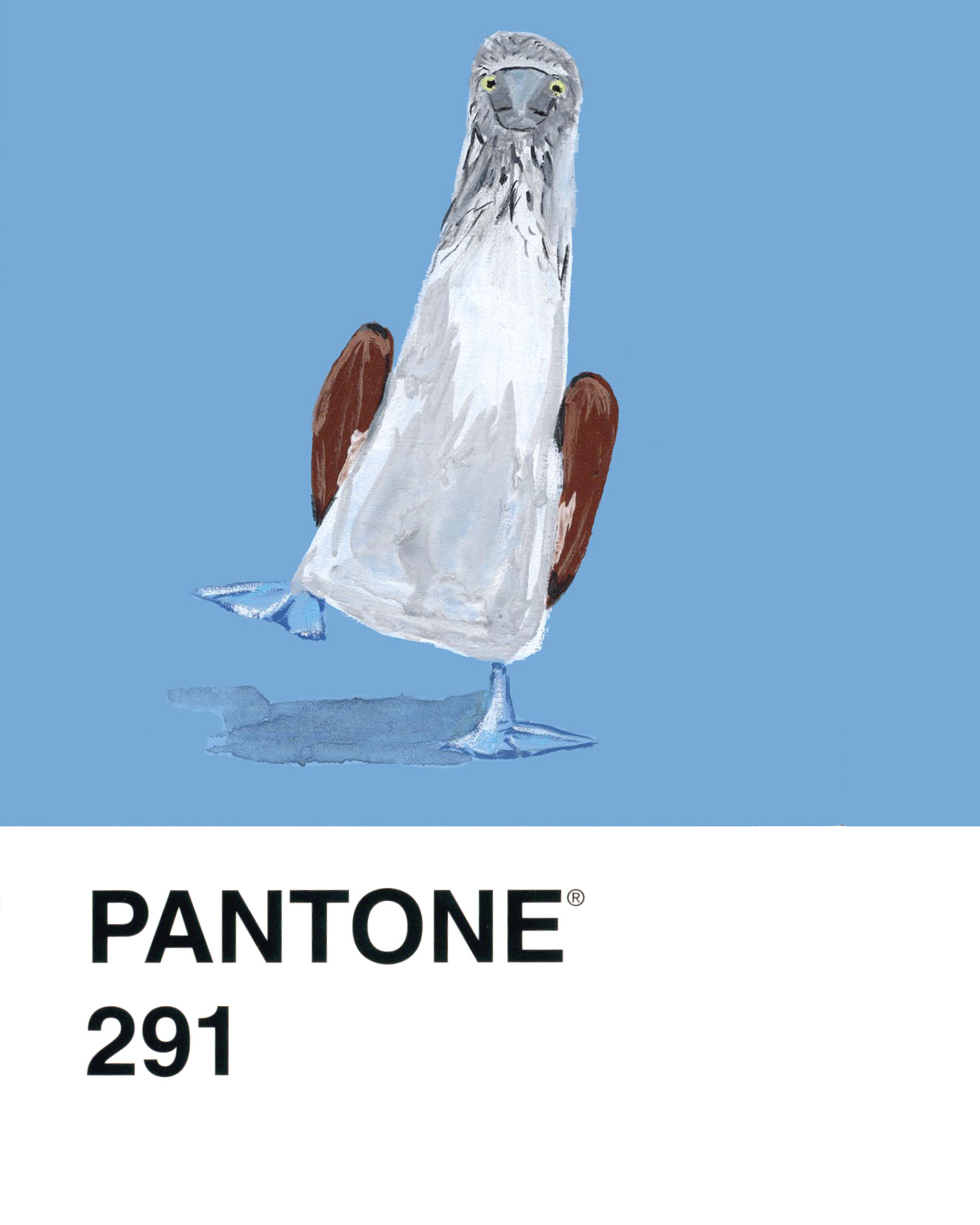 Blue-footed Booby - 8x10.png