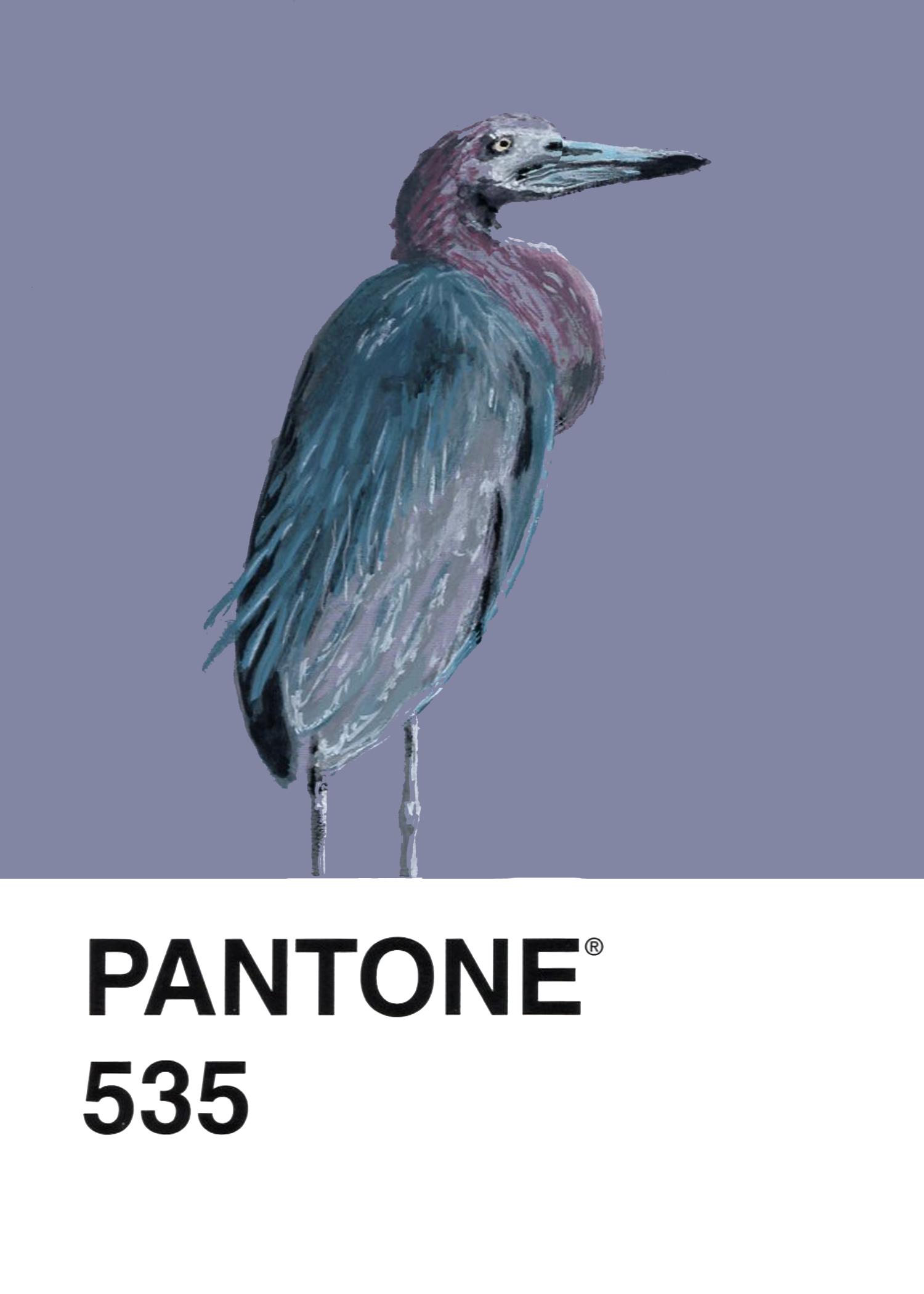 Little Blue Heron