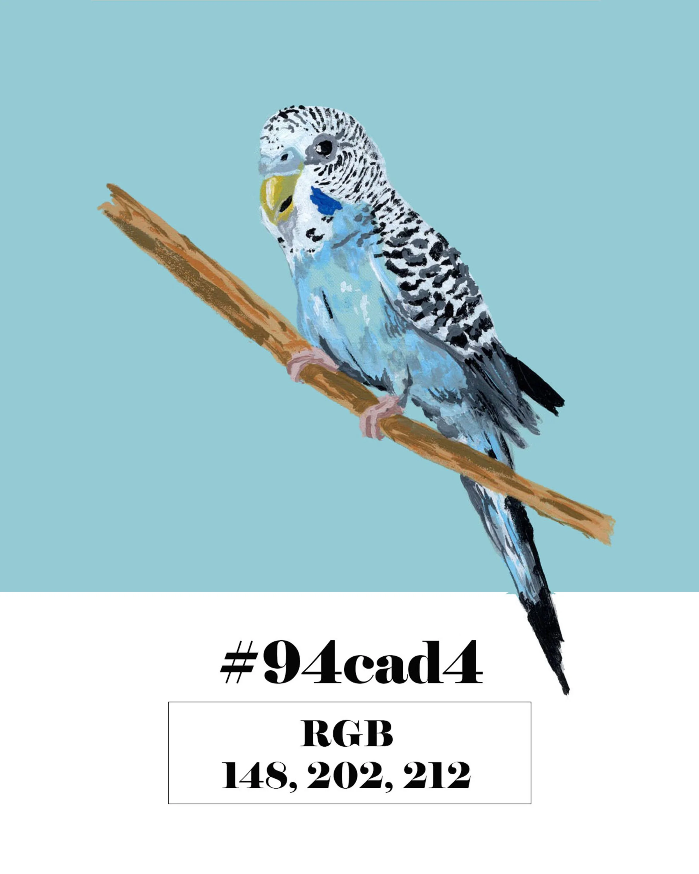 Budgerigar