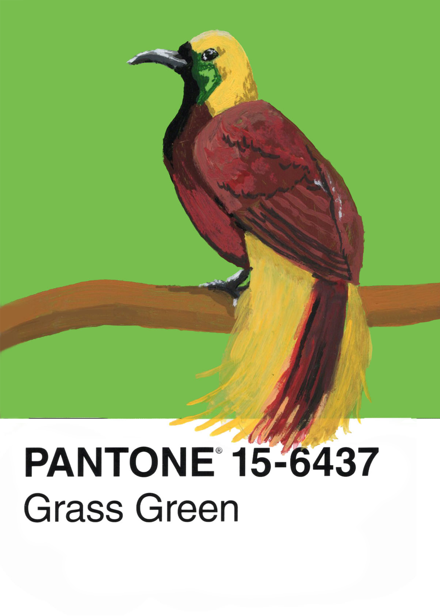 Greater Bird-of-paradise