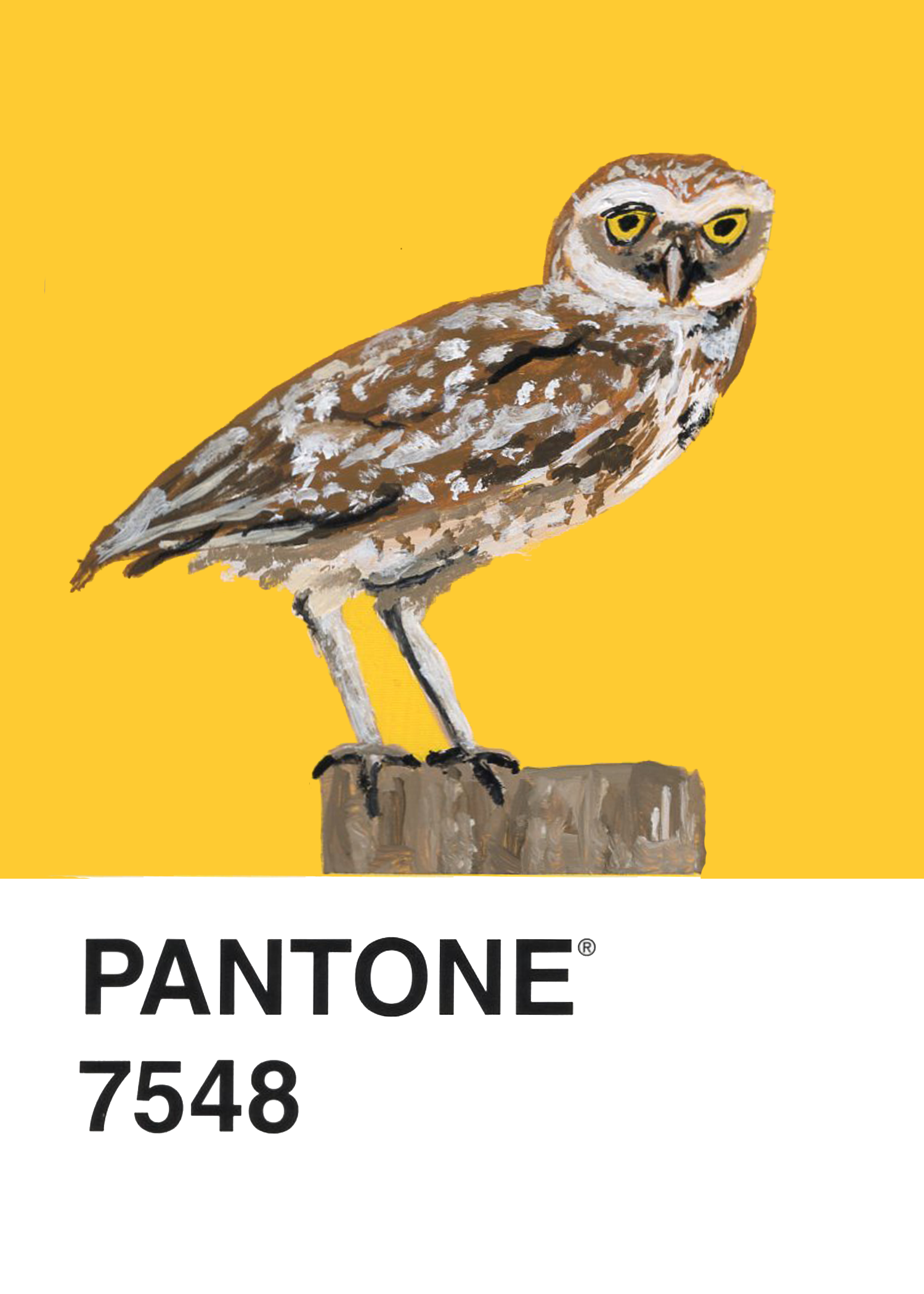 Burrowing Owl