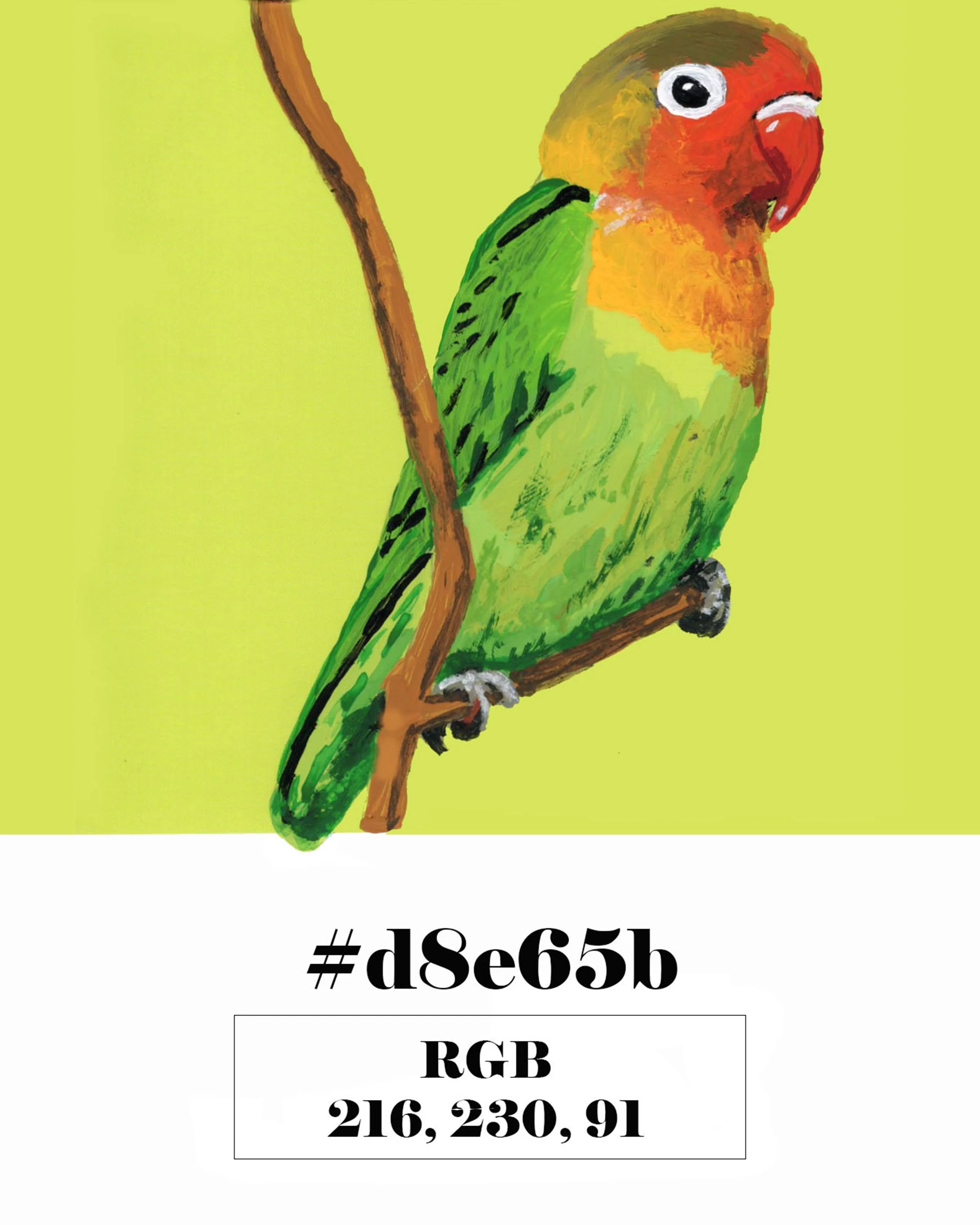 Fischer's Lovebird