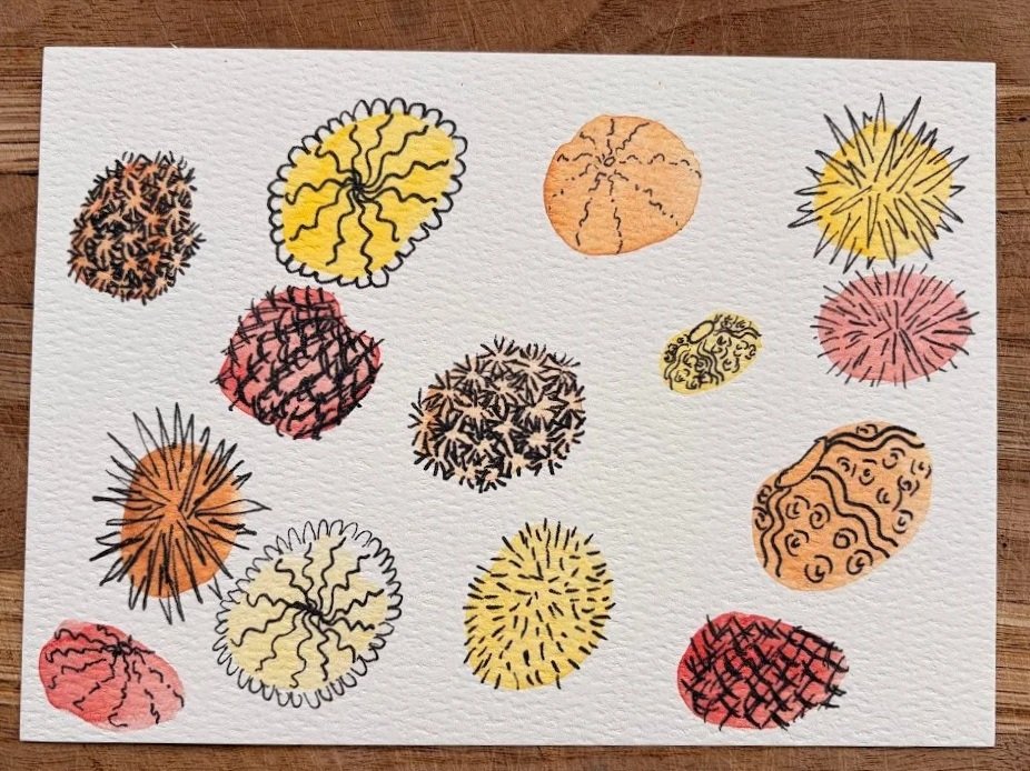 Sea+Urchins+photo.jpg
