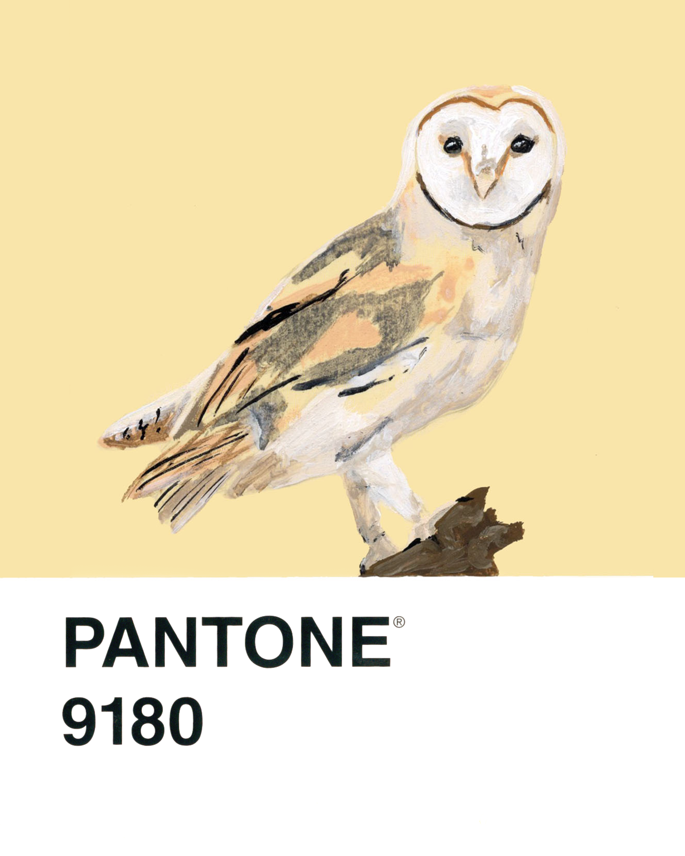 Barn Owl - 8x10.png