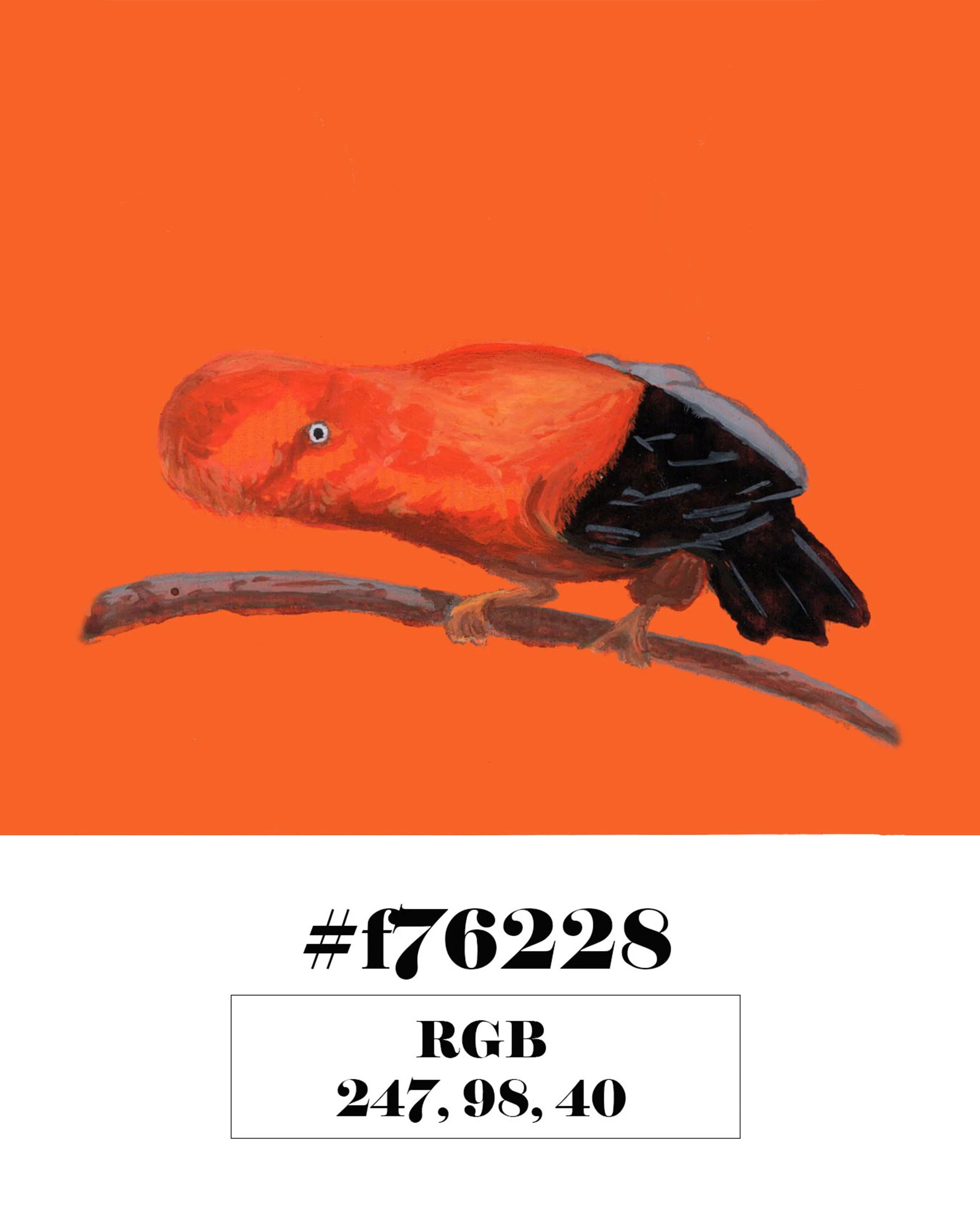 Andean Cock-of-the-rock