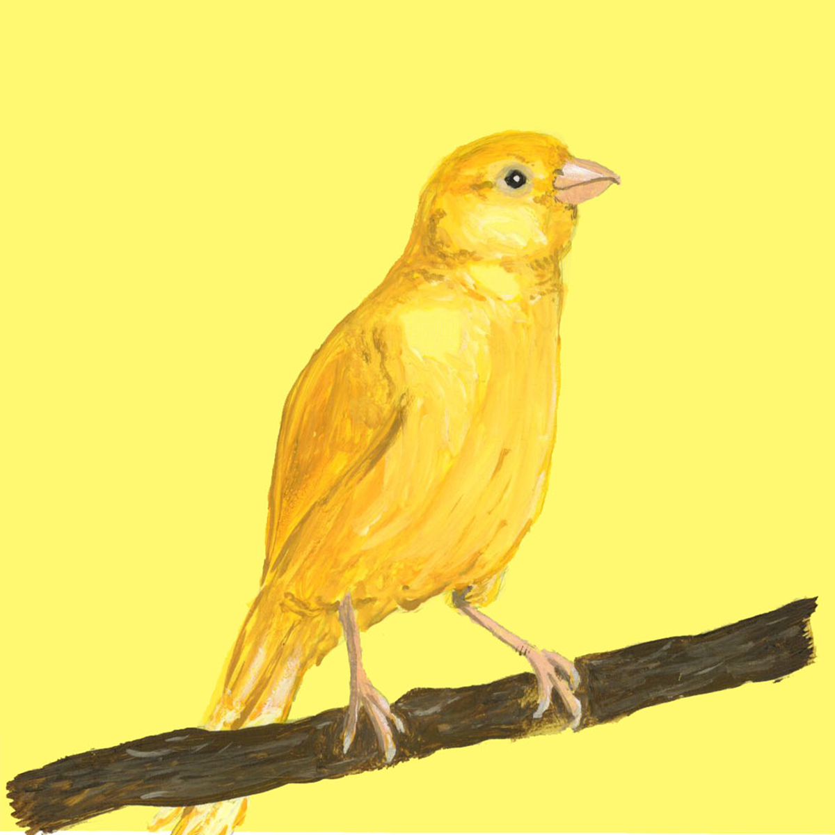 Canary Pantone