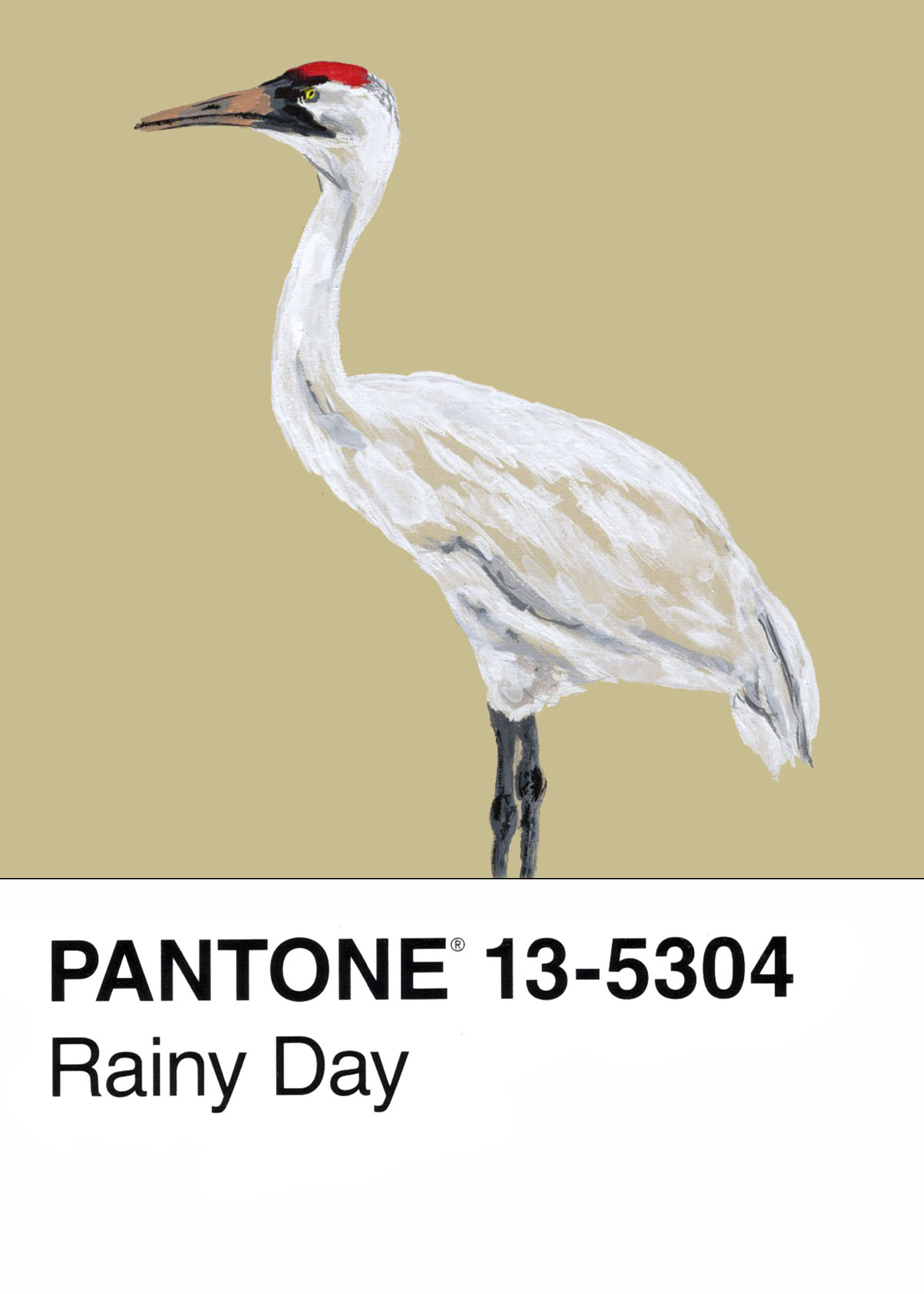 Whooping Crane