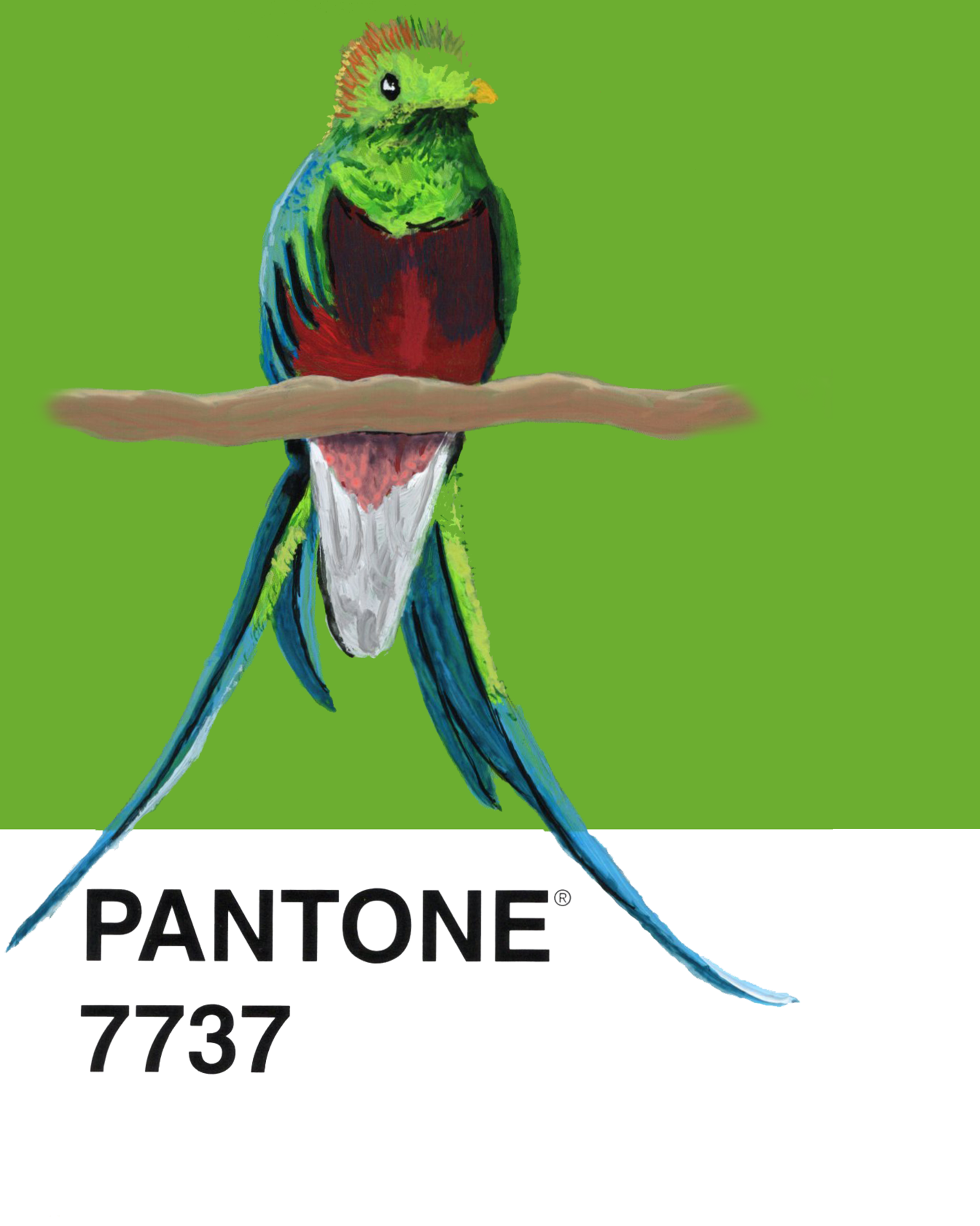 Resplendent Quetzal - 8x10.png