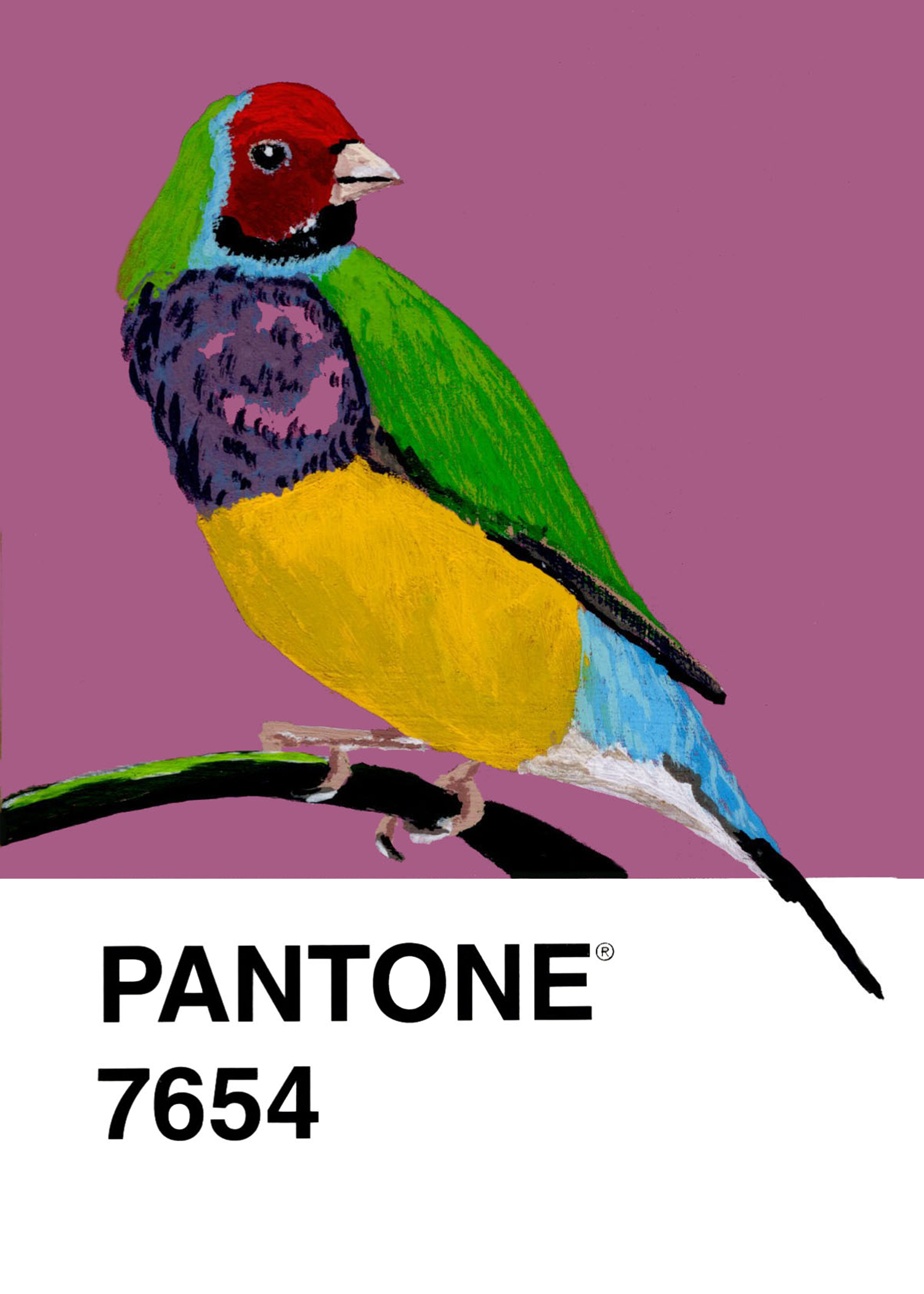 Gouldian Finch
