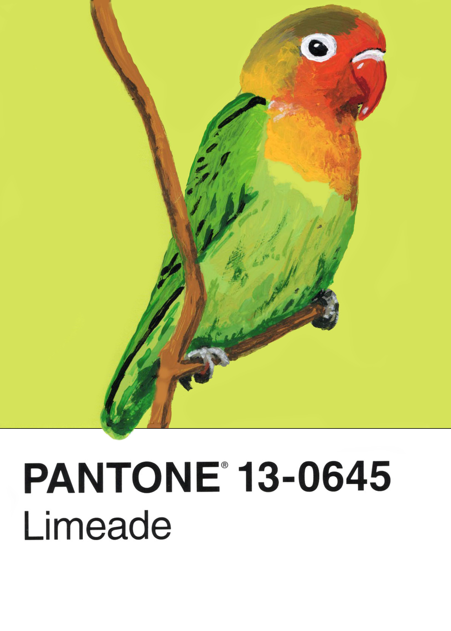 Fischer's Lovebird