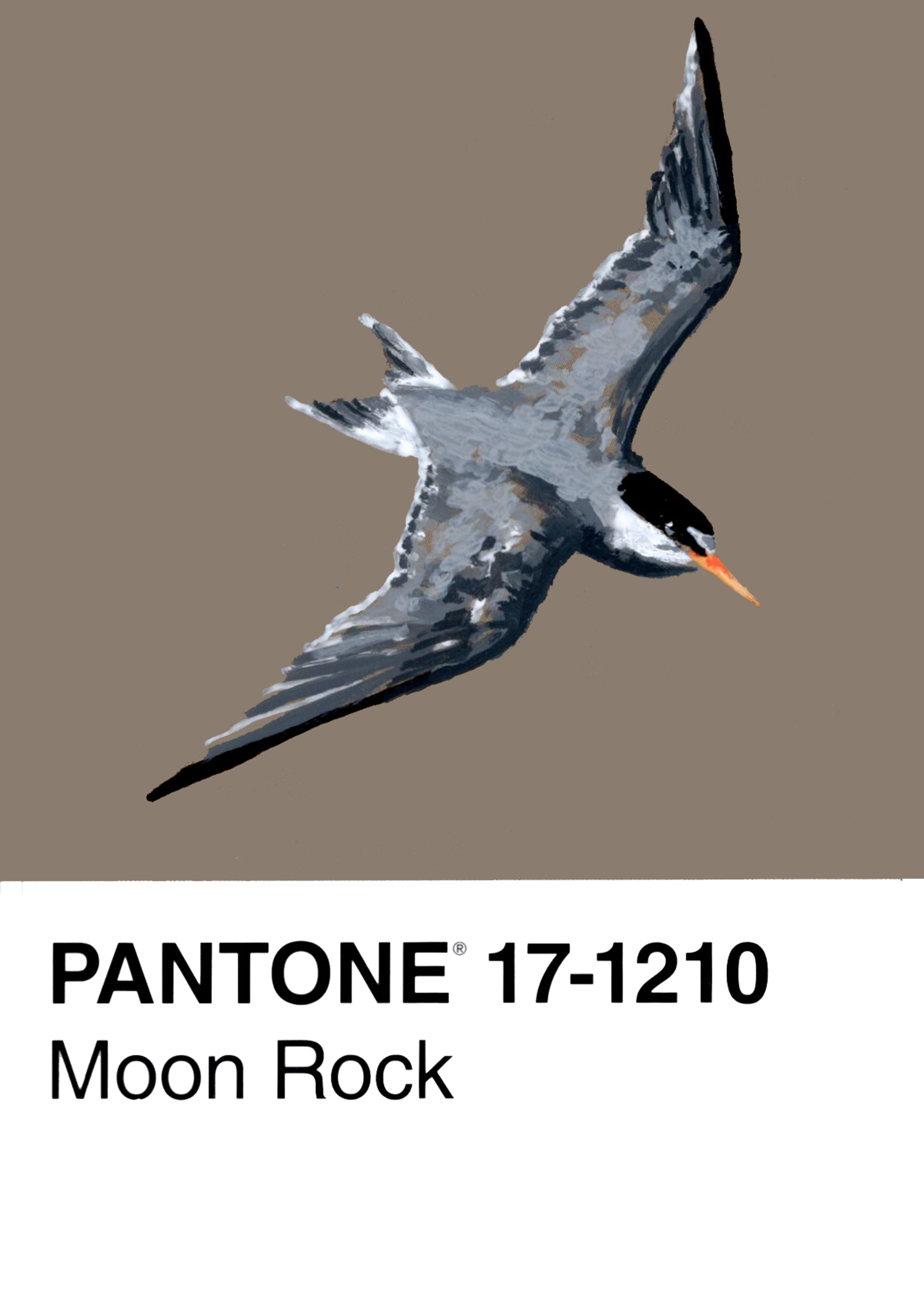 Least Tern