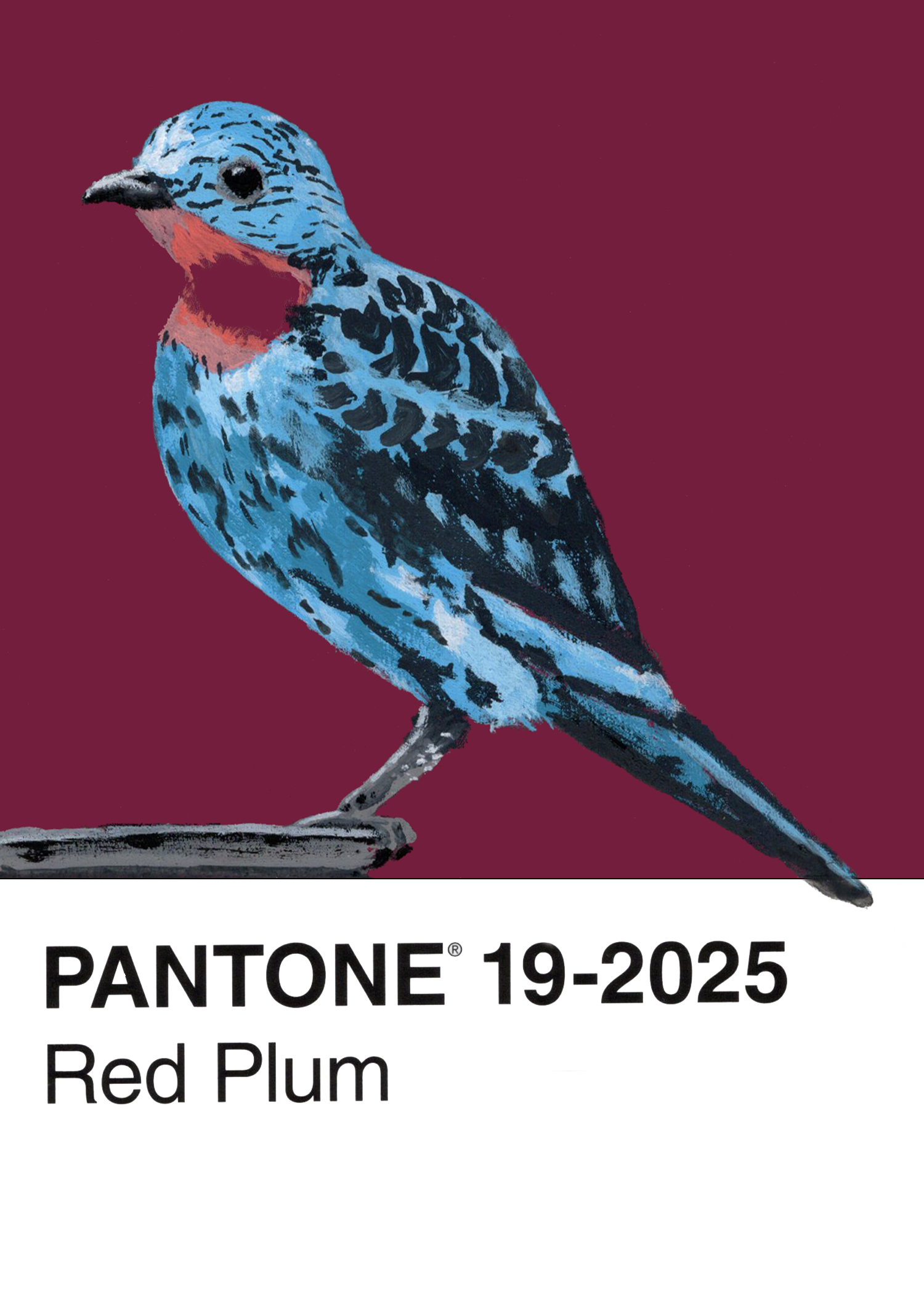 Spangled Cotinga
