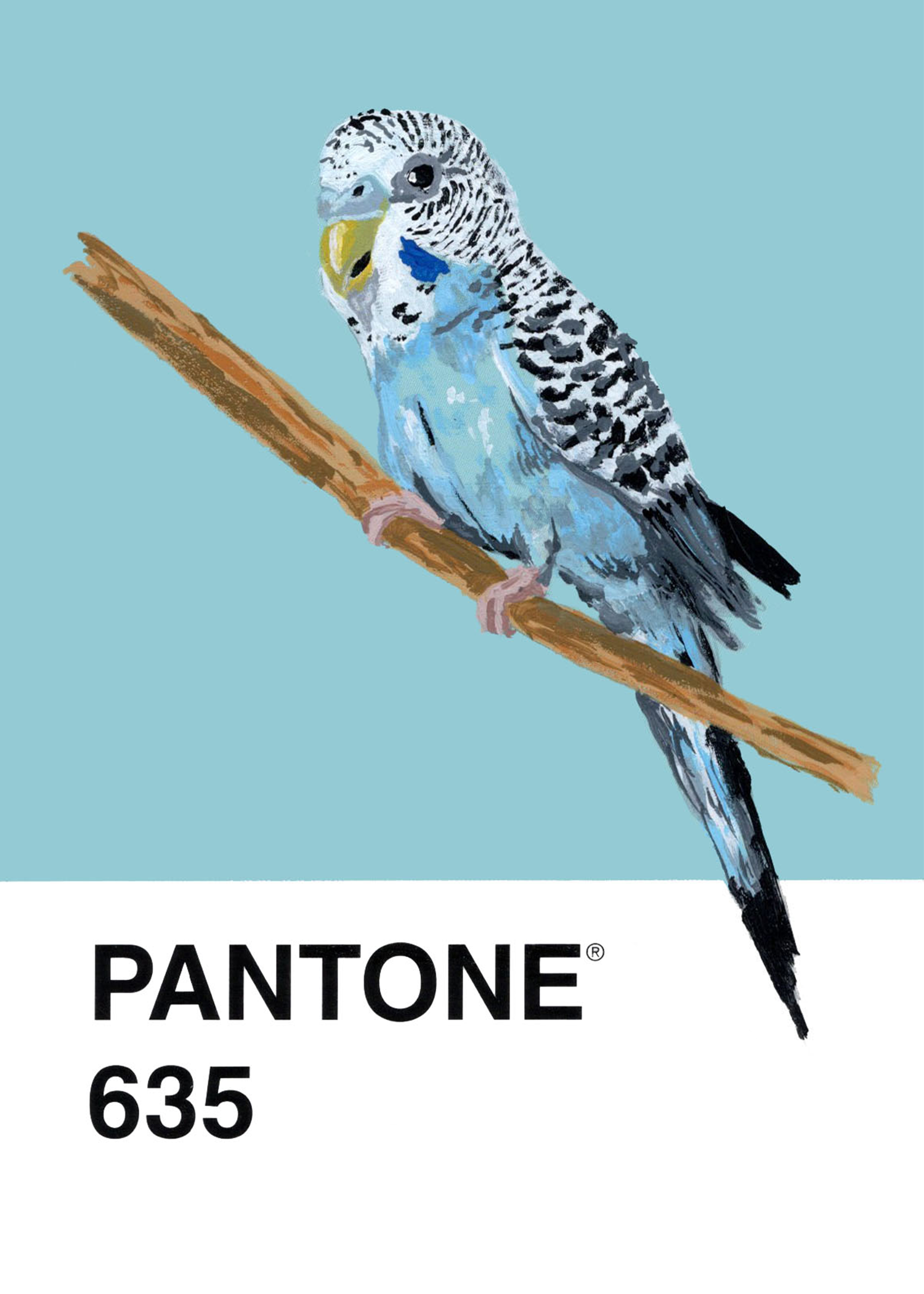 Budgerigar