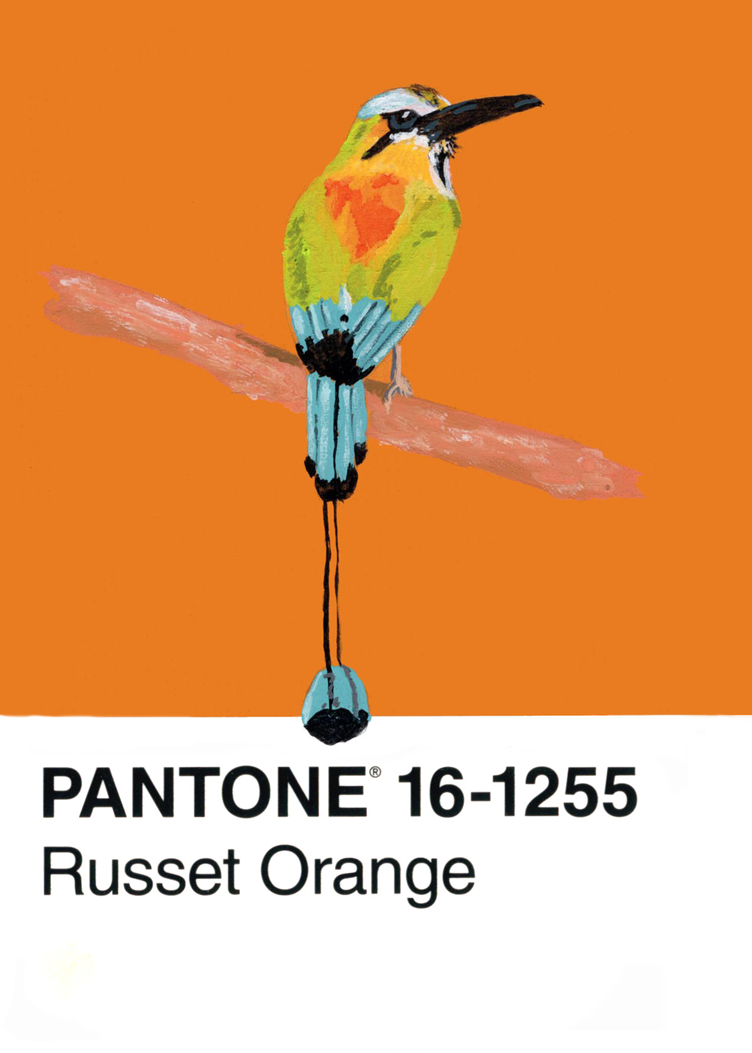 Turquoise-browed Motmot