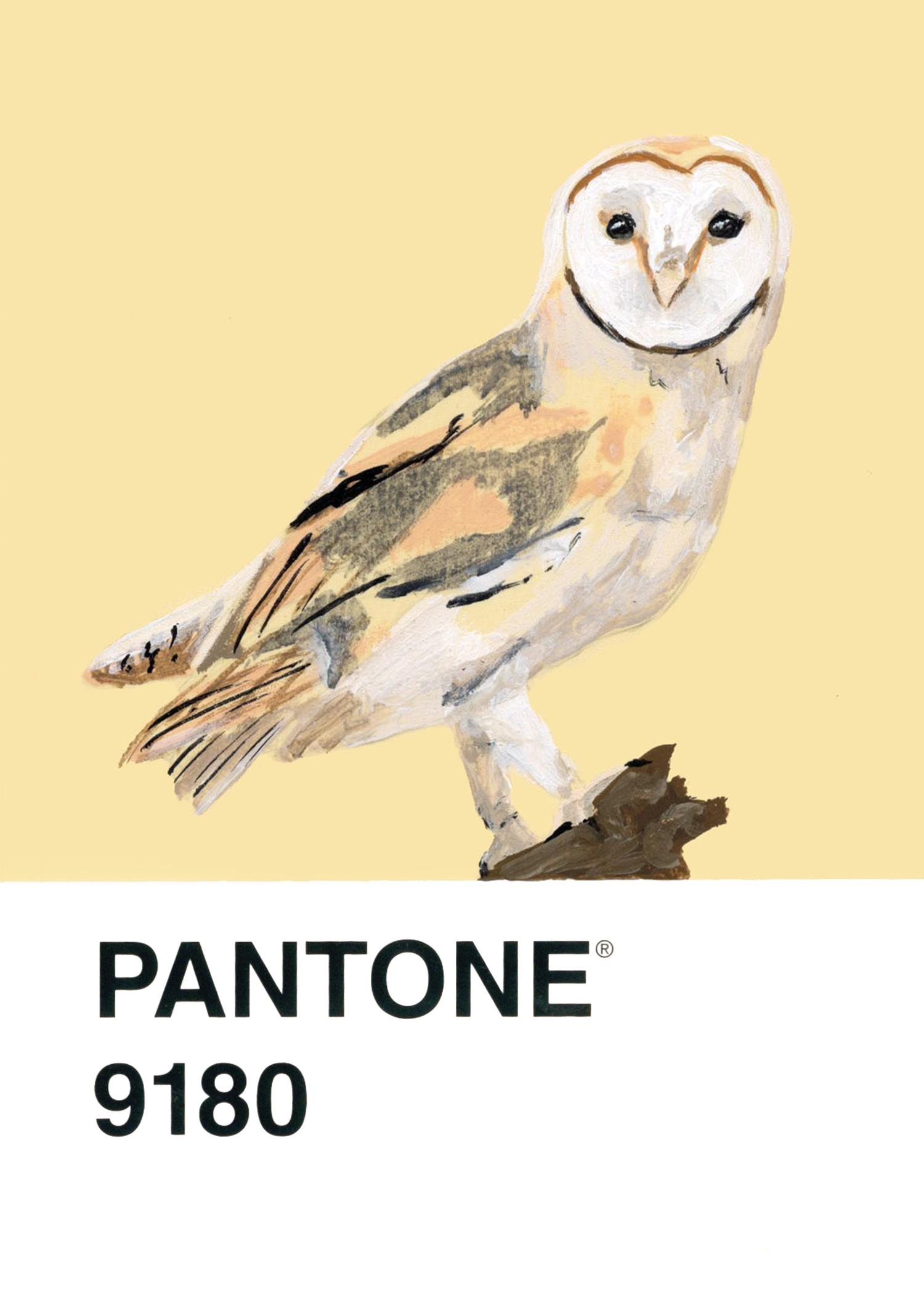 Barn Owl
