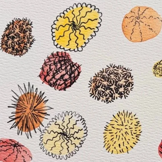 Sea Urchin Doodle Blob Print