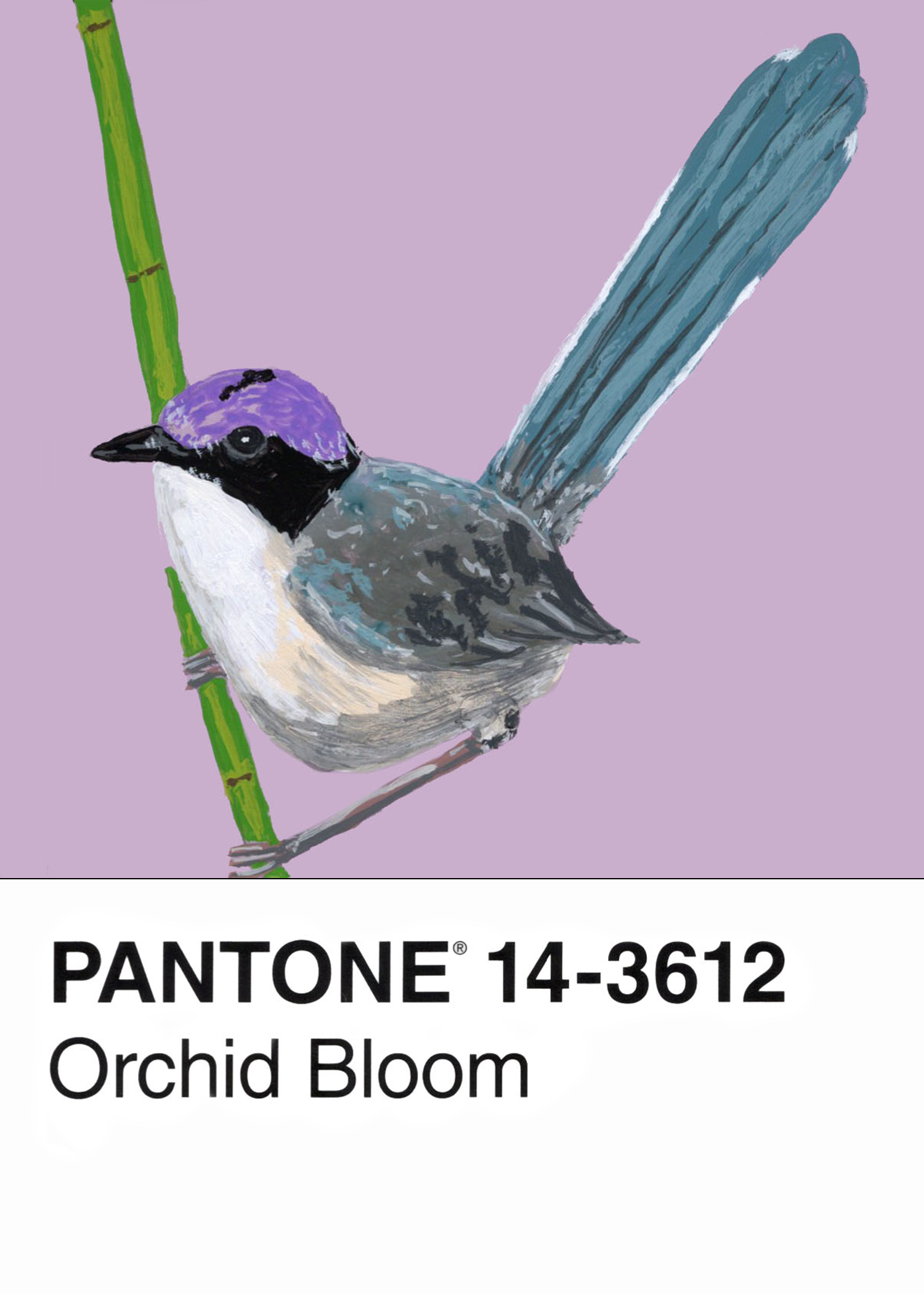 Purple-crowned Fairywren
