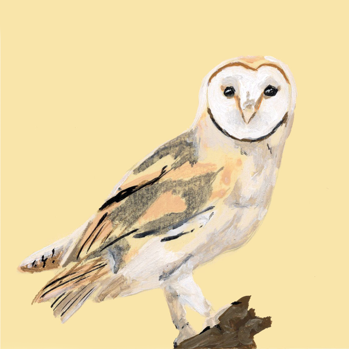 Barn Owl Pantone