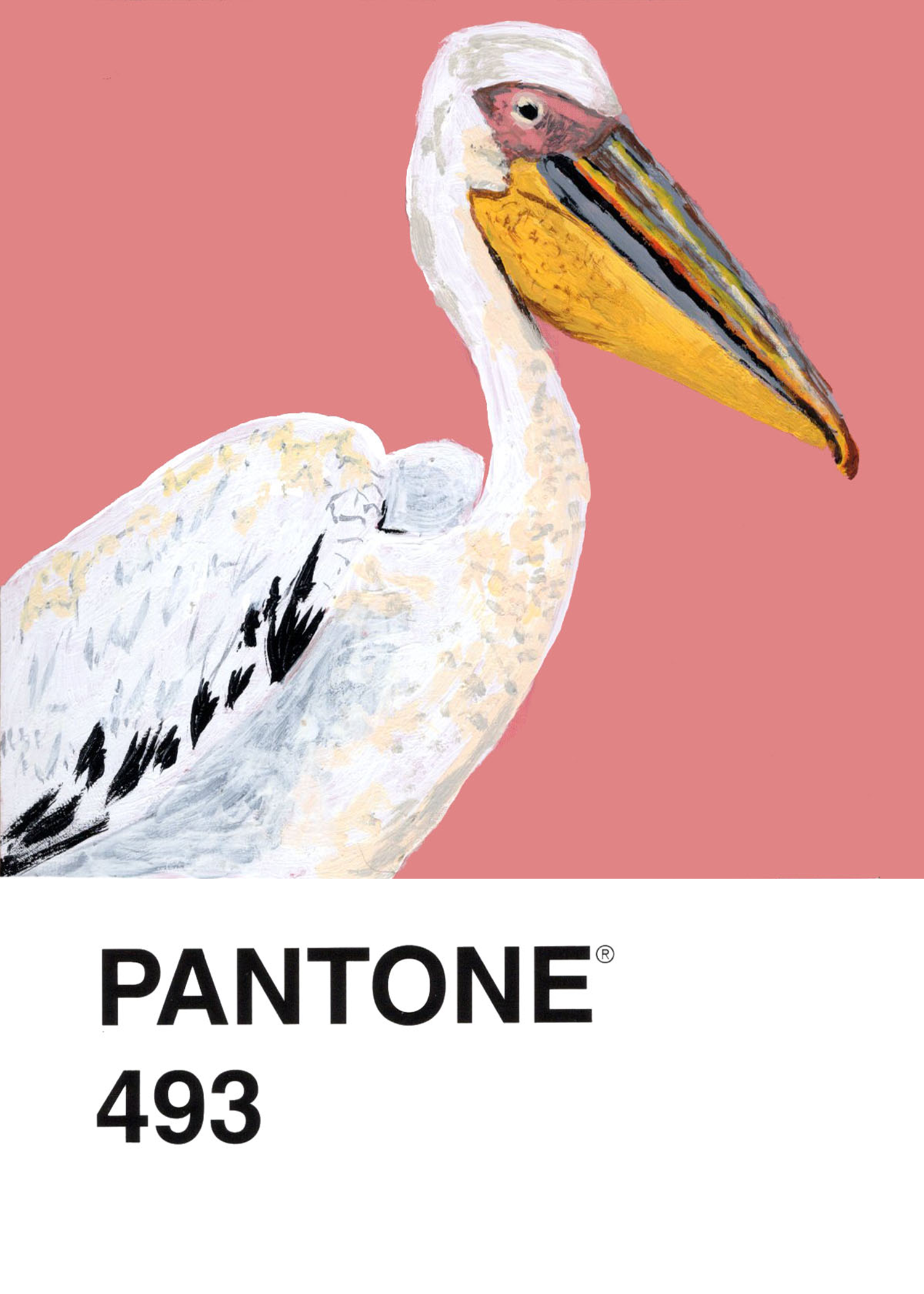 Great White Pelican