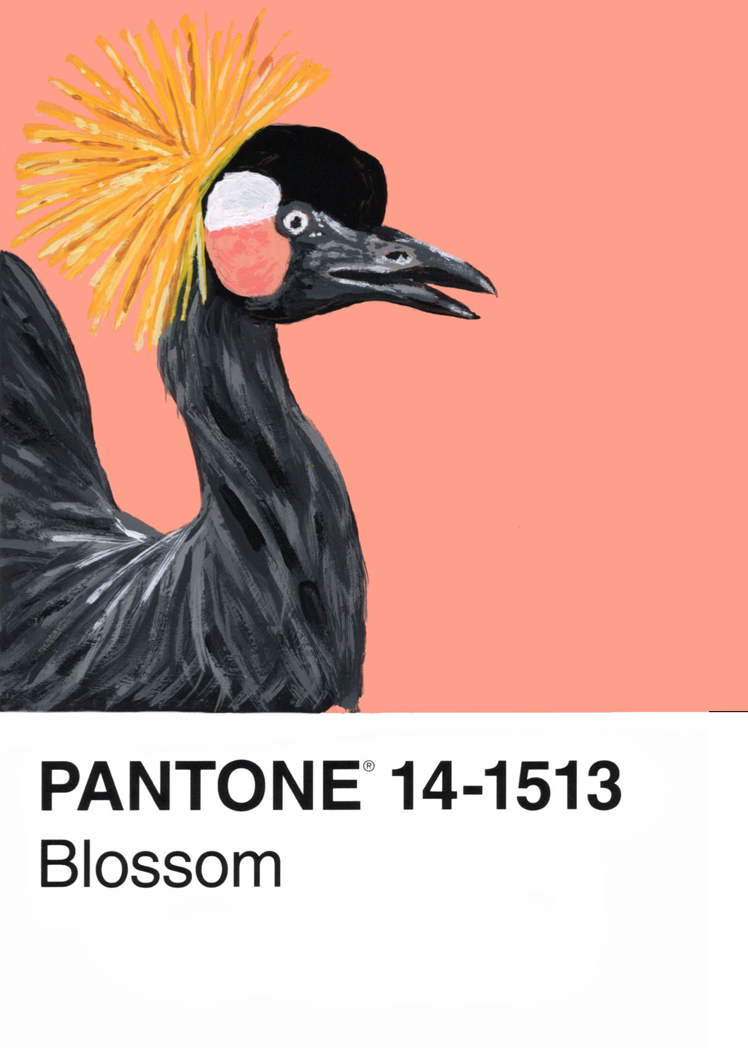 Black Crowned Crane