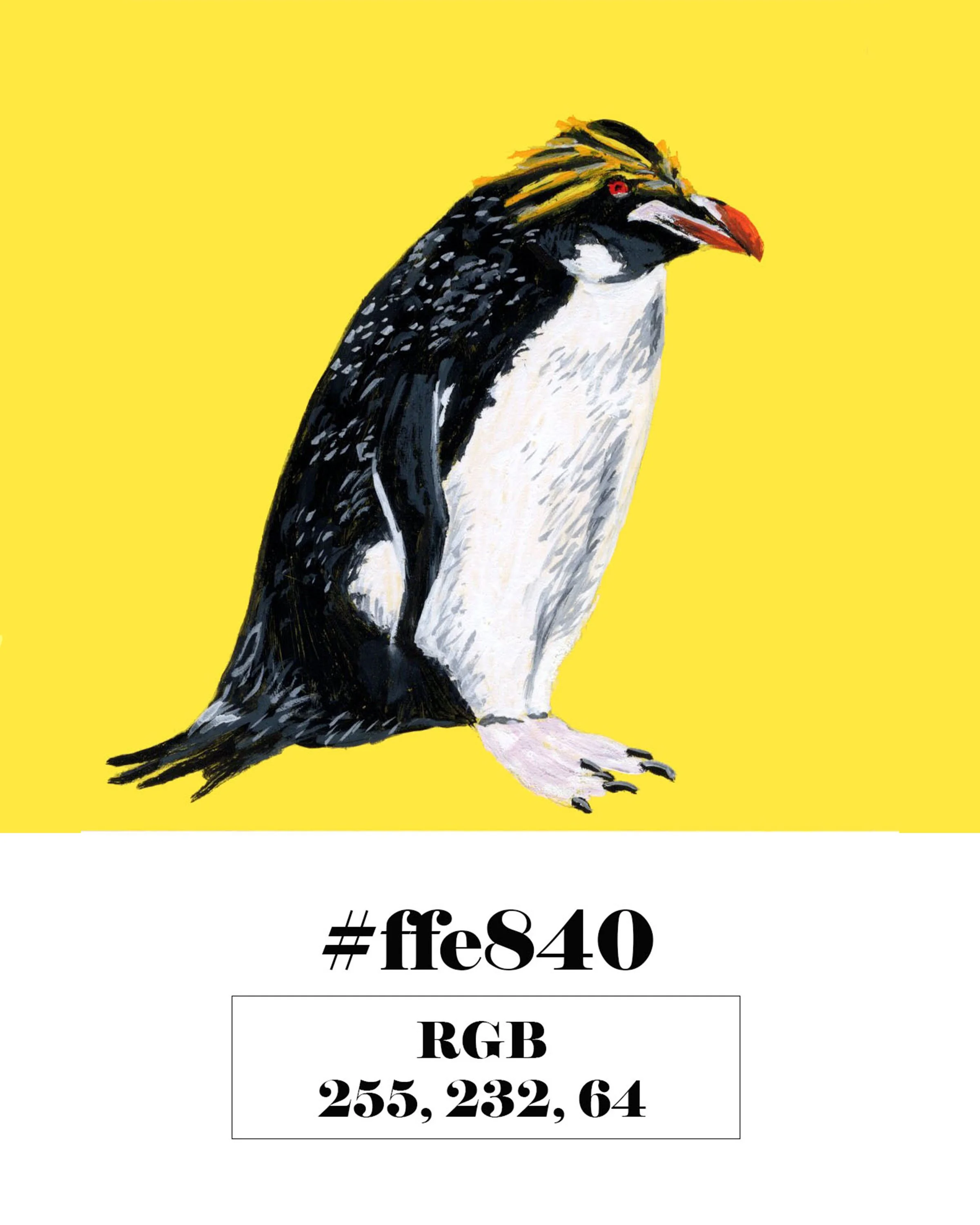 Macaroni Penguin