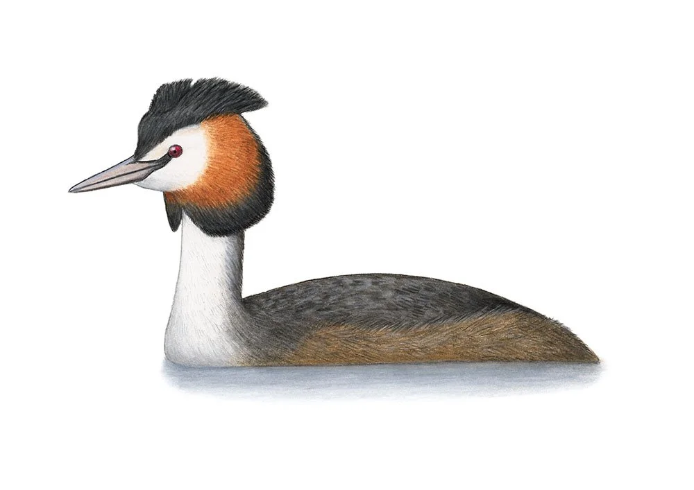 Great Crested Grebe