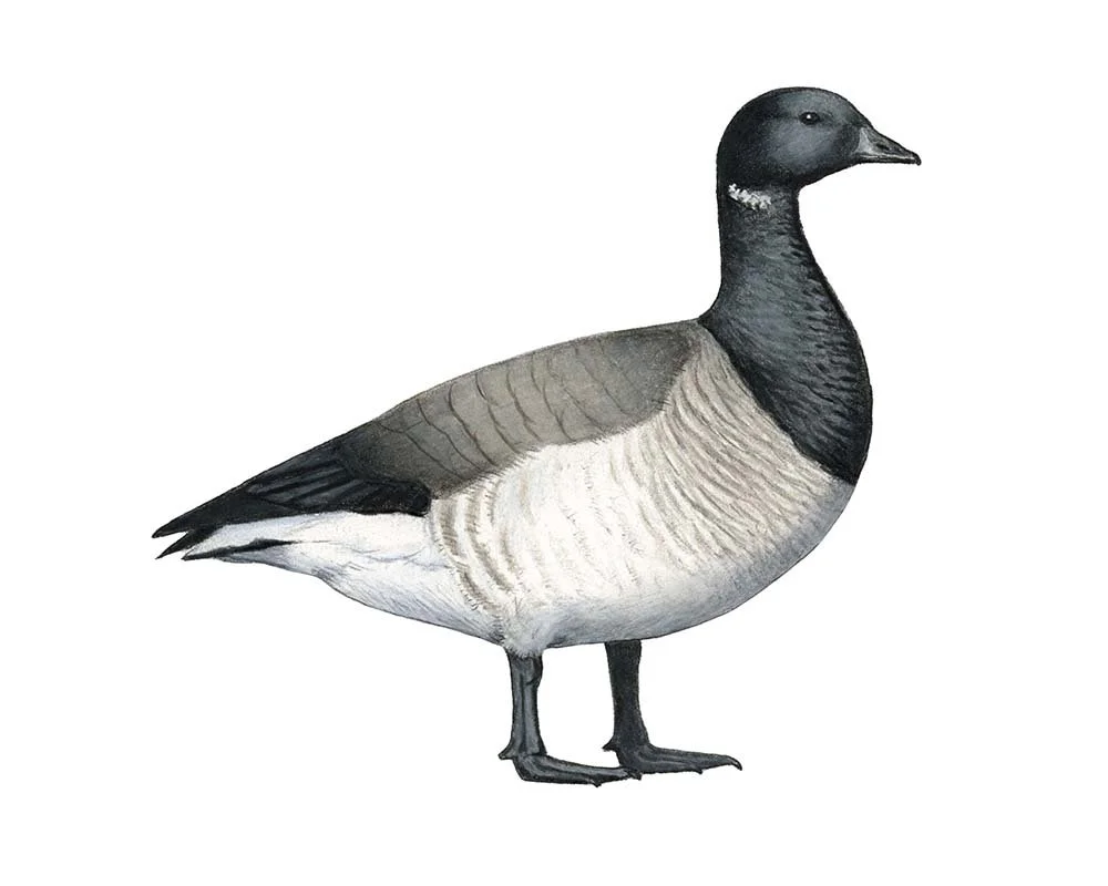 Brent Goose (Pale-bellied)
