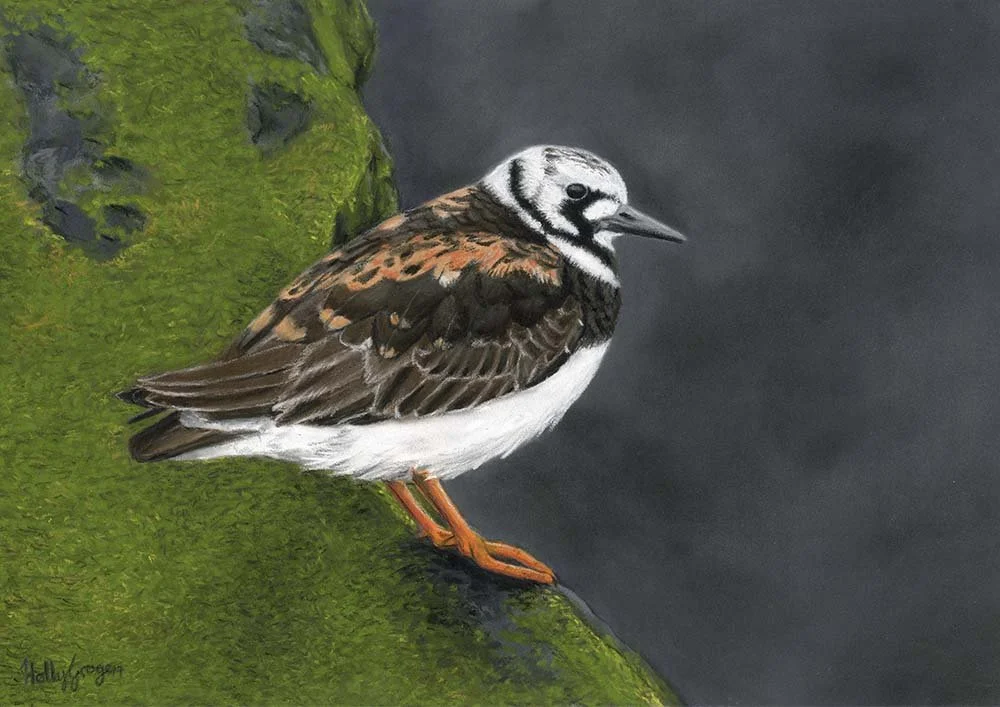 Ruddy Turnstone, Great South Wall