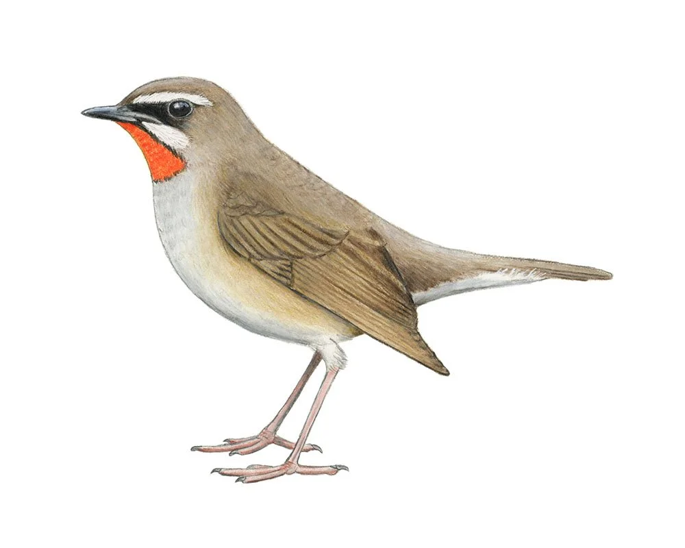 Siberian Rubythroat